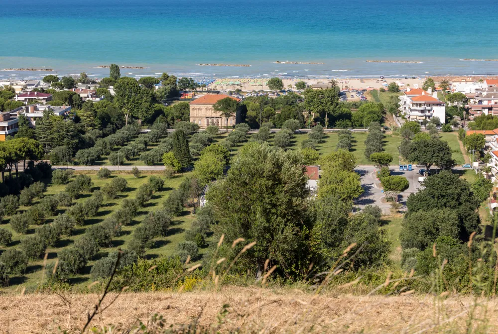 Olive grove and Adriatic coast in Roseto degli Abruzzi, Italy