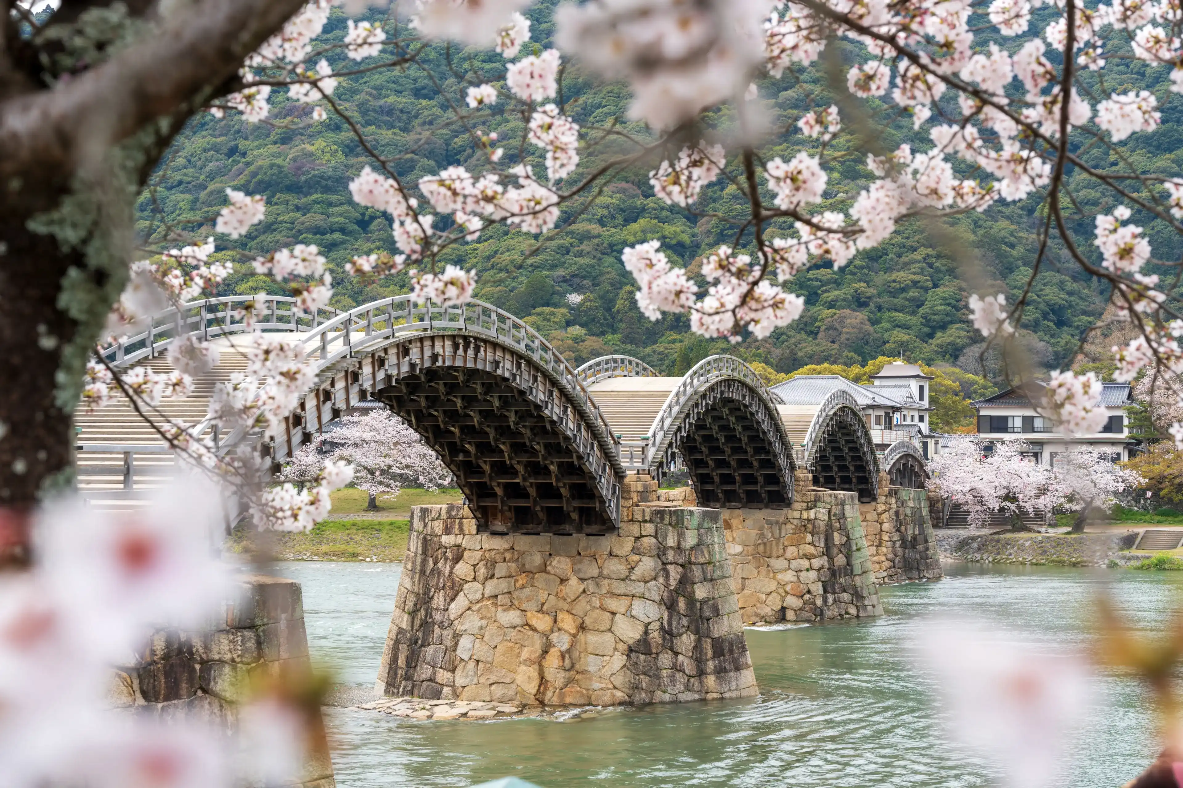Kintai Bridge Sakura festival. Cherry blossoms along the Nishiki River bank. Iwakuni, Yamaguchi Prefecture, Japan. Kintai Bridge Sakura festival. Cherry blossoms along the Nishiki River bank. Iwakuni, Yamaguchi Prefecture, Japan.