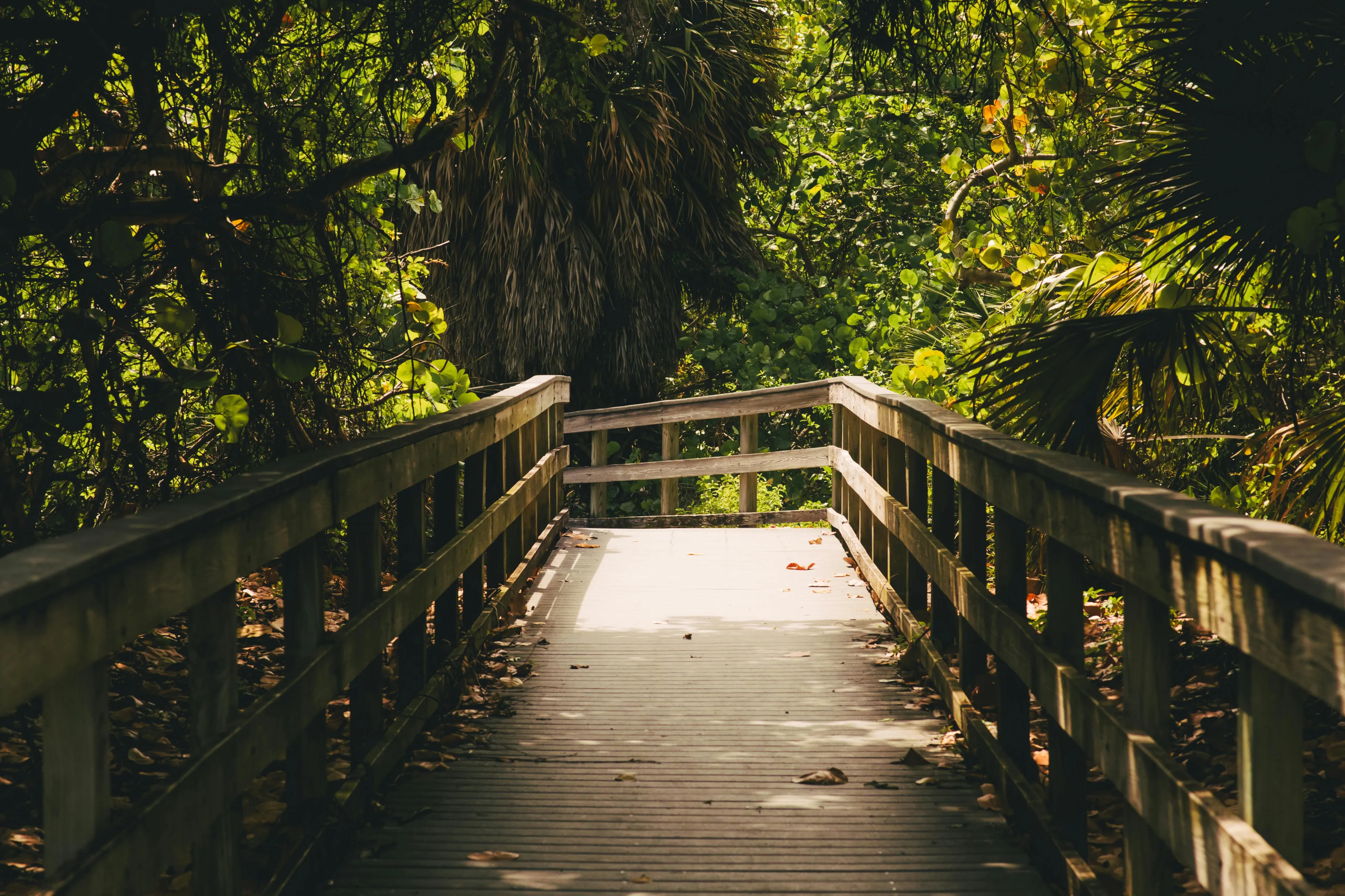 A Footbridge in a Forest