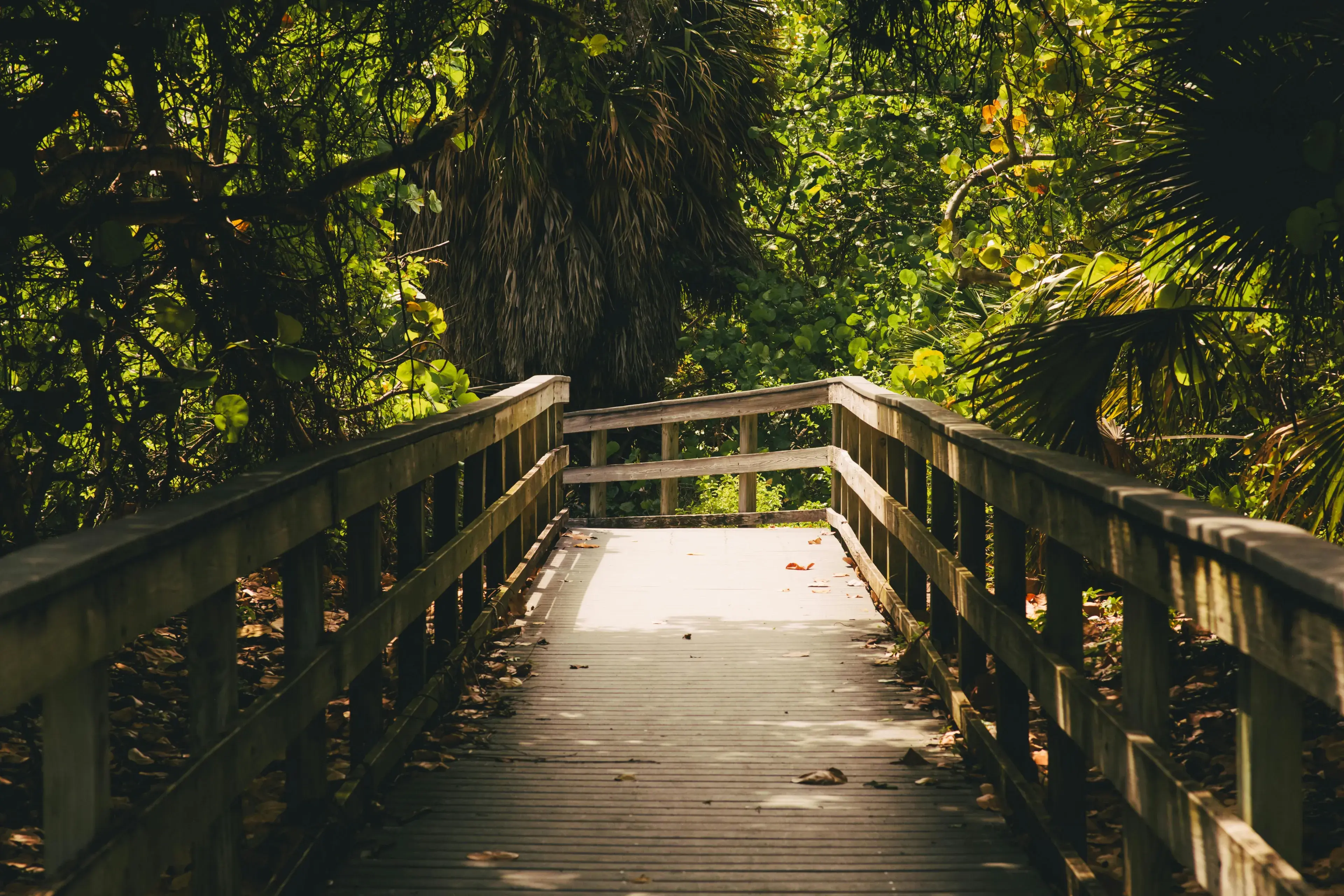 A Footbridge in a Forest A Footbridge in a Forest