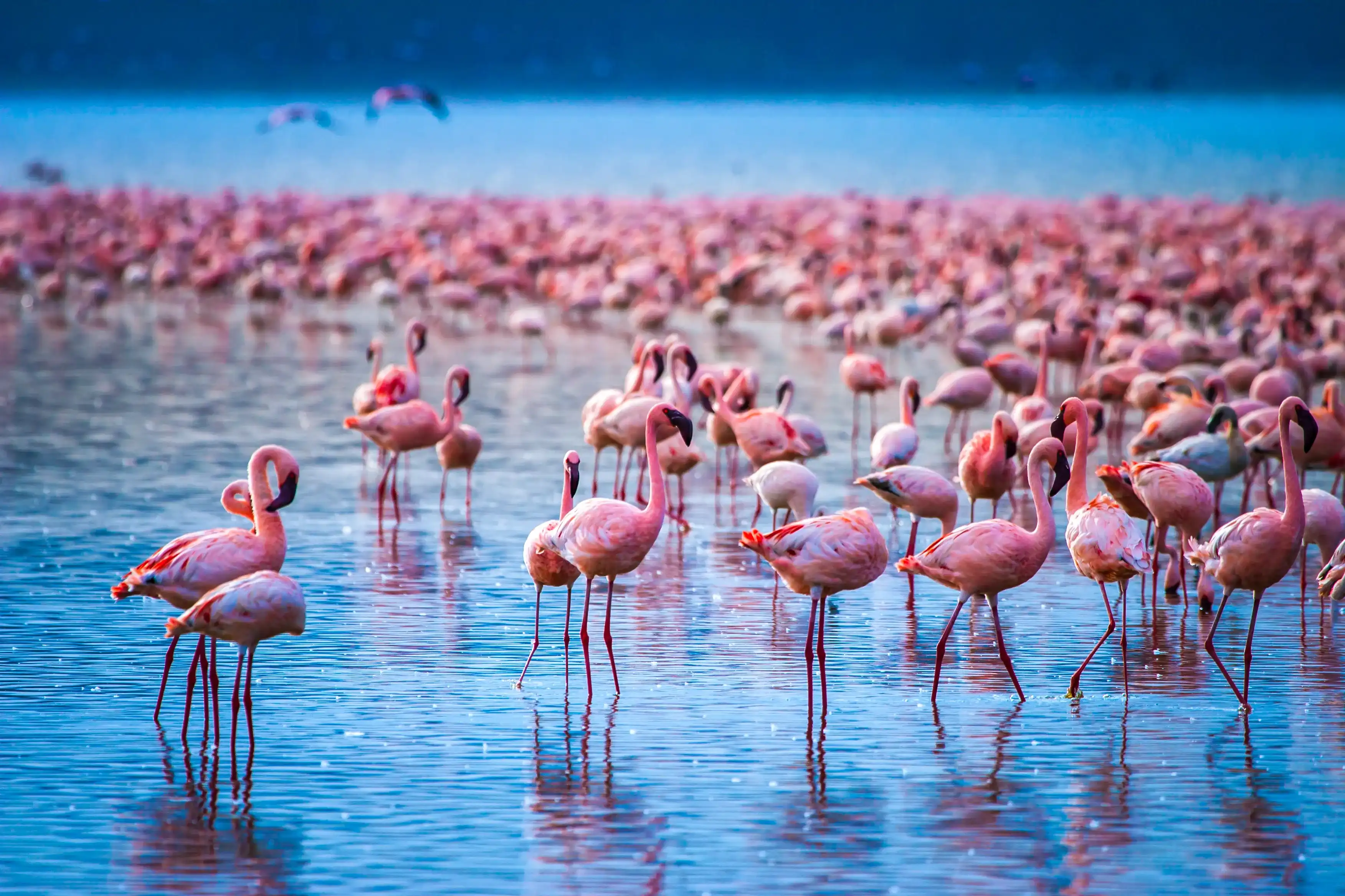 Africa. Kenya. Lake Nakuru. Flamingo. Flock of flamingos. The nature of Kenya. Birds of Africa. Africa. Kenya. Lake Nakuru. Flamingo. Flock of flamingos. The nature of Kenya. Birds of Africa.