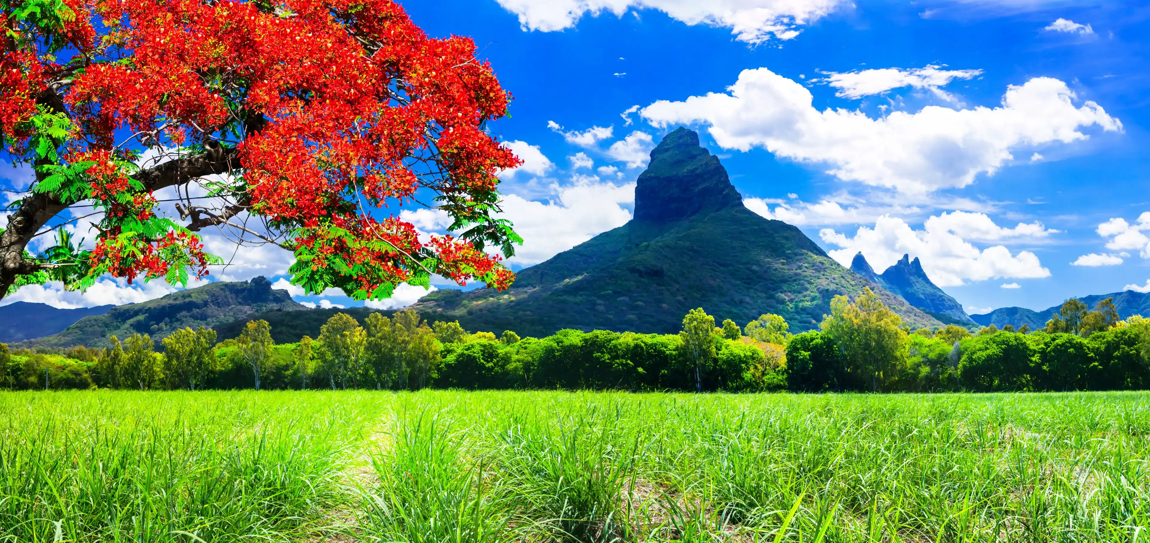 Красивые горные пейзажи острова Маврикий со знаменитым «пламенным деревом»