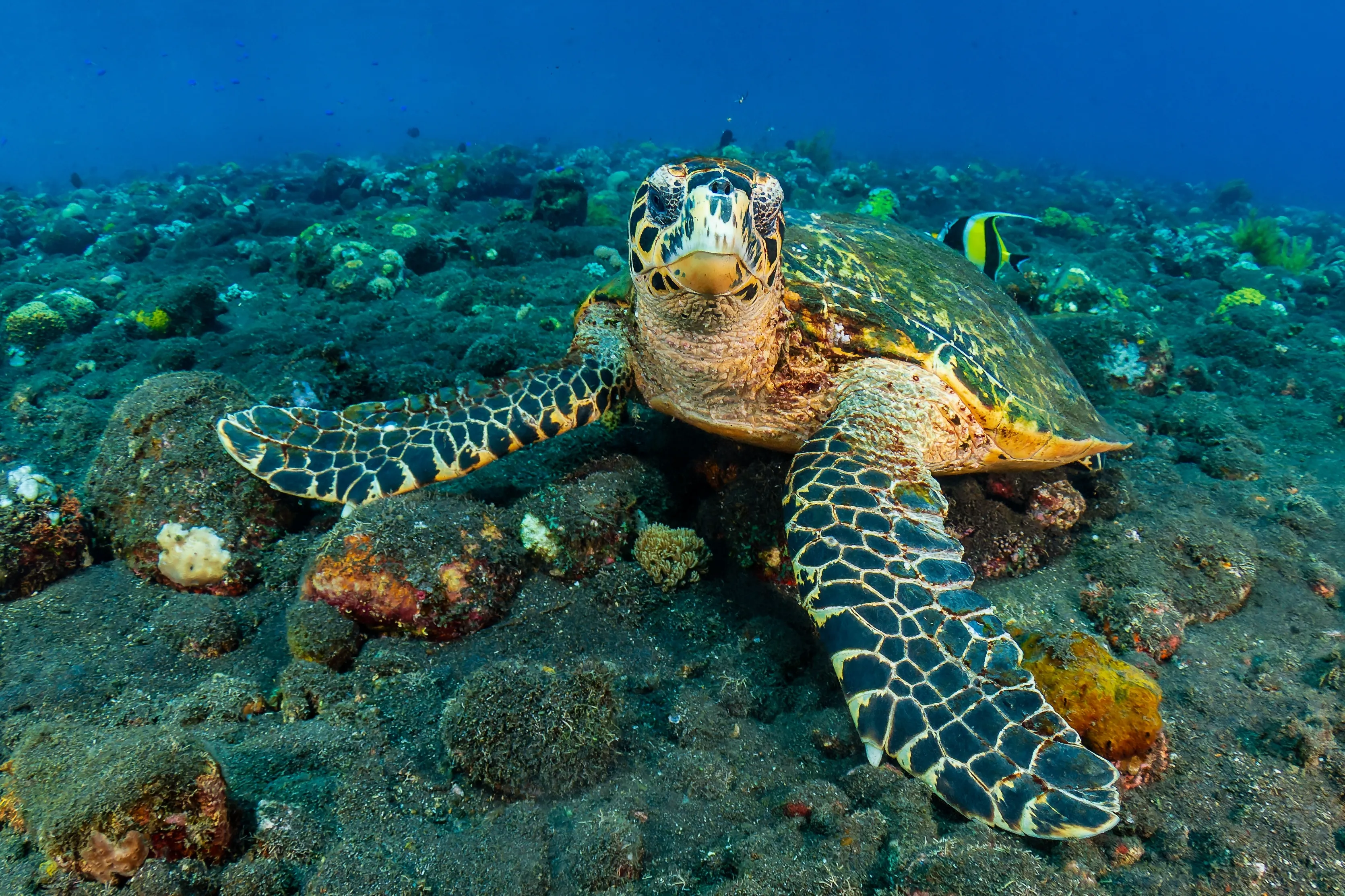 Hawksbill Turtle (Eretmochelys imbricata) underwater on a tropical coral reef with black volcanic sand (Tulamben, Bali, Indonesia)