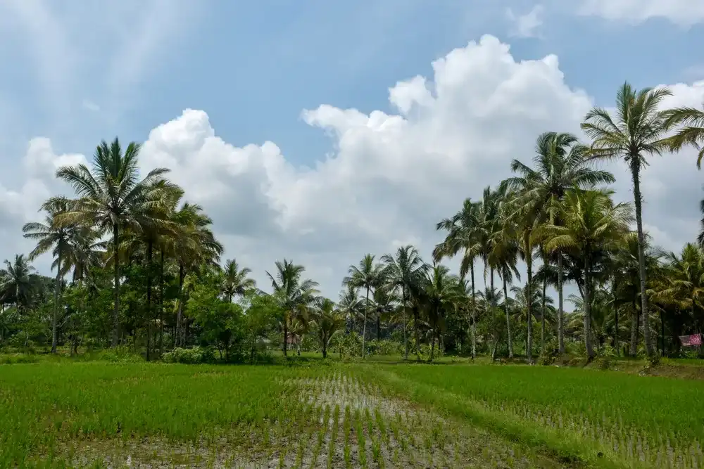 Landscape of Tawang Banteng Village, Tasikmalaya Indonesia. Coconut tress among ricefield in day light with beautiful sky and clouds. Landscape of Tawang Banteng Village, Tasikmalaya Indonesia. Coconut tress among ricefield in day light with beautiful sky and clouds.