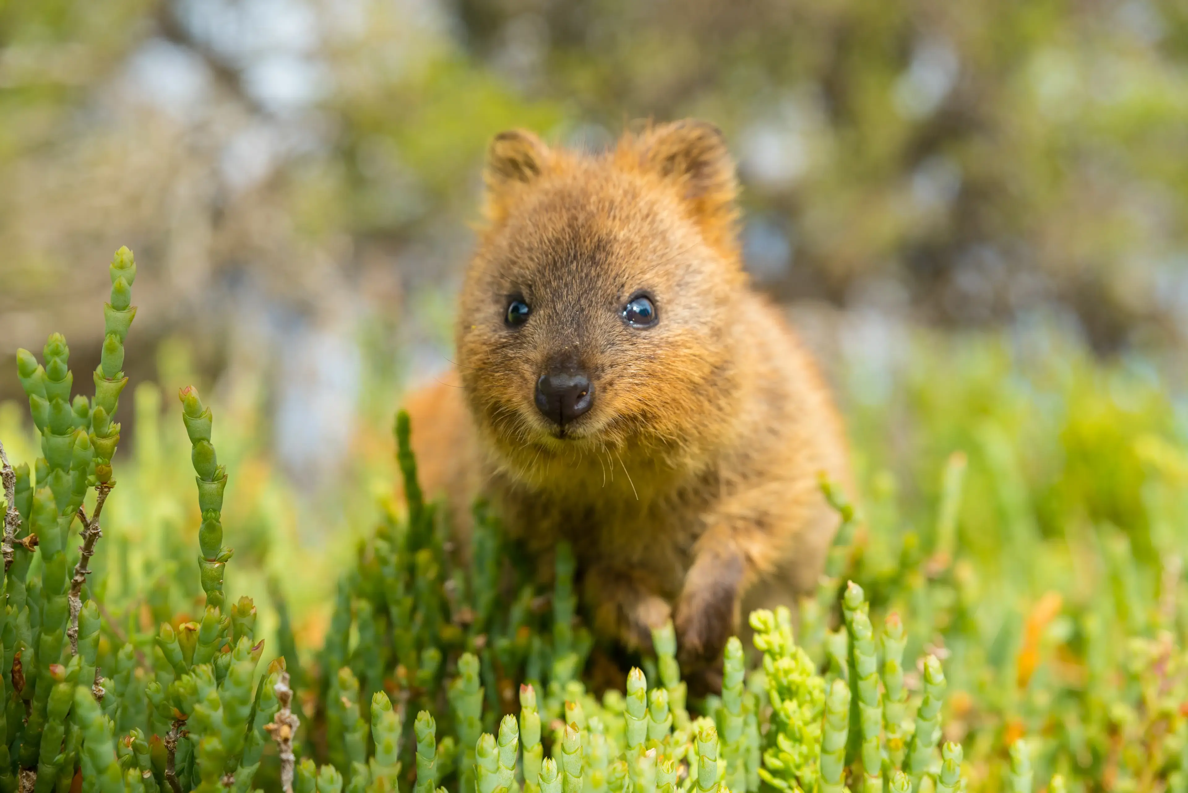 5 Unique Australian Animals You Can’t Miss