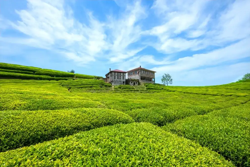 Tea gardens in Turkey Traditional old house and green tea gardens in Çeceva village of Rize province. Tea garden background photo. Tea garden and blue sky in the background. Tea gardens in Turkey Traditional old house and green tea gardens in Çeceva village of Rize province. Tea garden background photo. Tea garden and blue sky in the background.