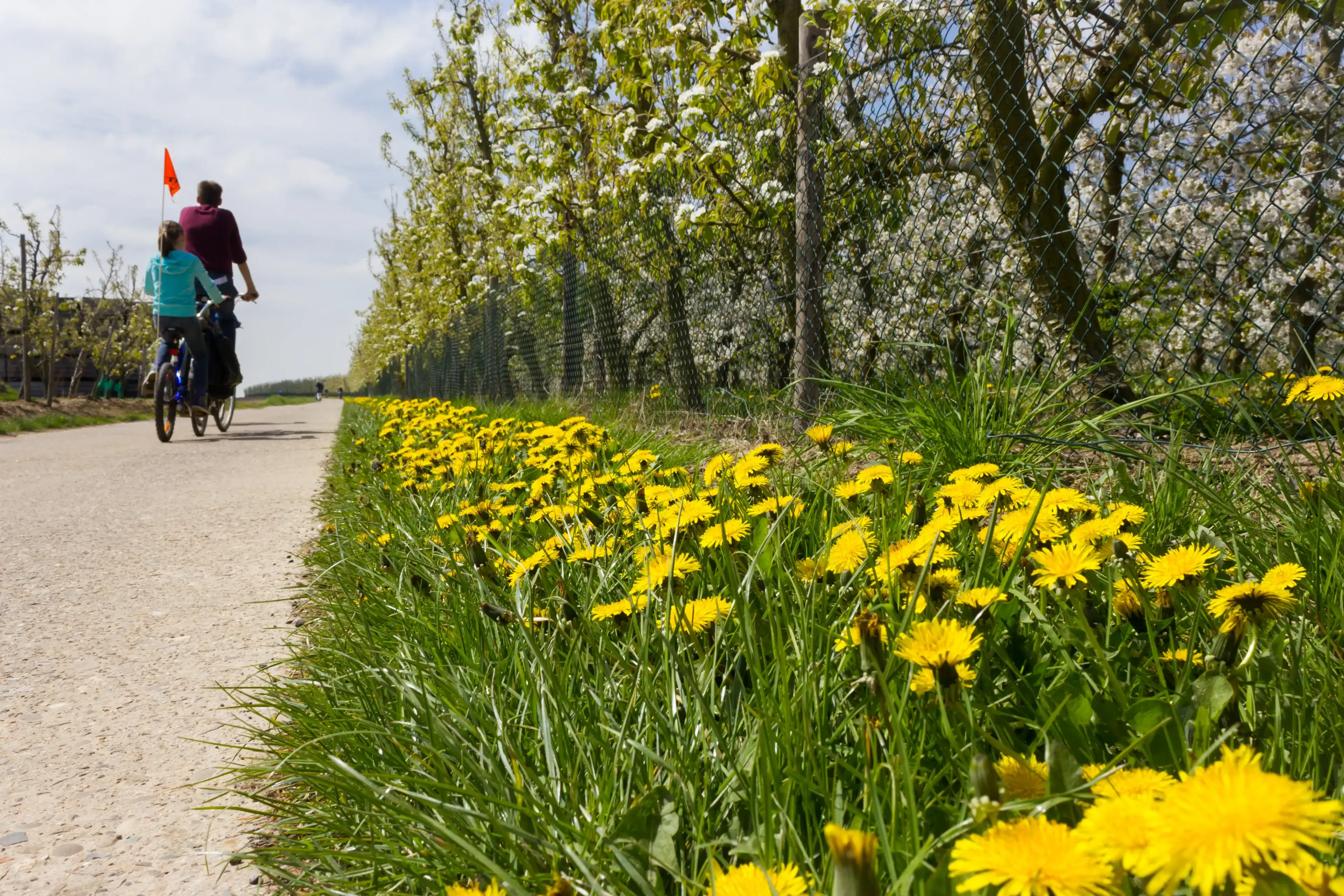 Gingelom, Limburg, Belgium - May 01 2013:Dandelion flowers along cycle route with family passing by on a tandem