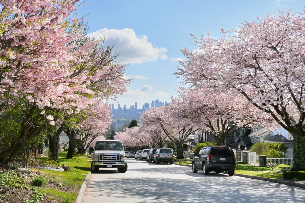 Burnaby, British Columbia, Canada -- March 29, 2024: Beautiful Cherry Blossom Trees during a spring season in a Metro Vancouver neighborhood with the skyline of Burnaby in the background.
