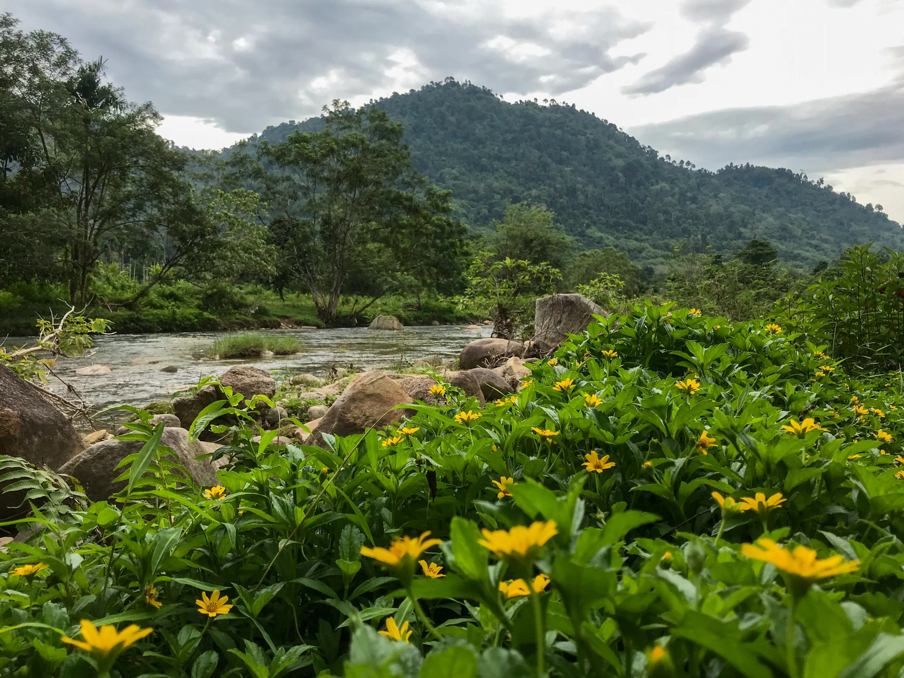 KUALA LUMPUR, MALAYSIA - APRIL 22, 2025 A serene riverside view in Malaysia, where wild yellow flowers bloom beneath lush forested hills.