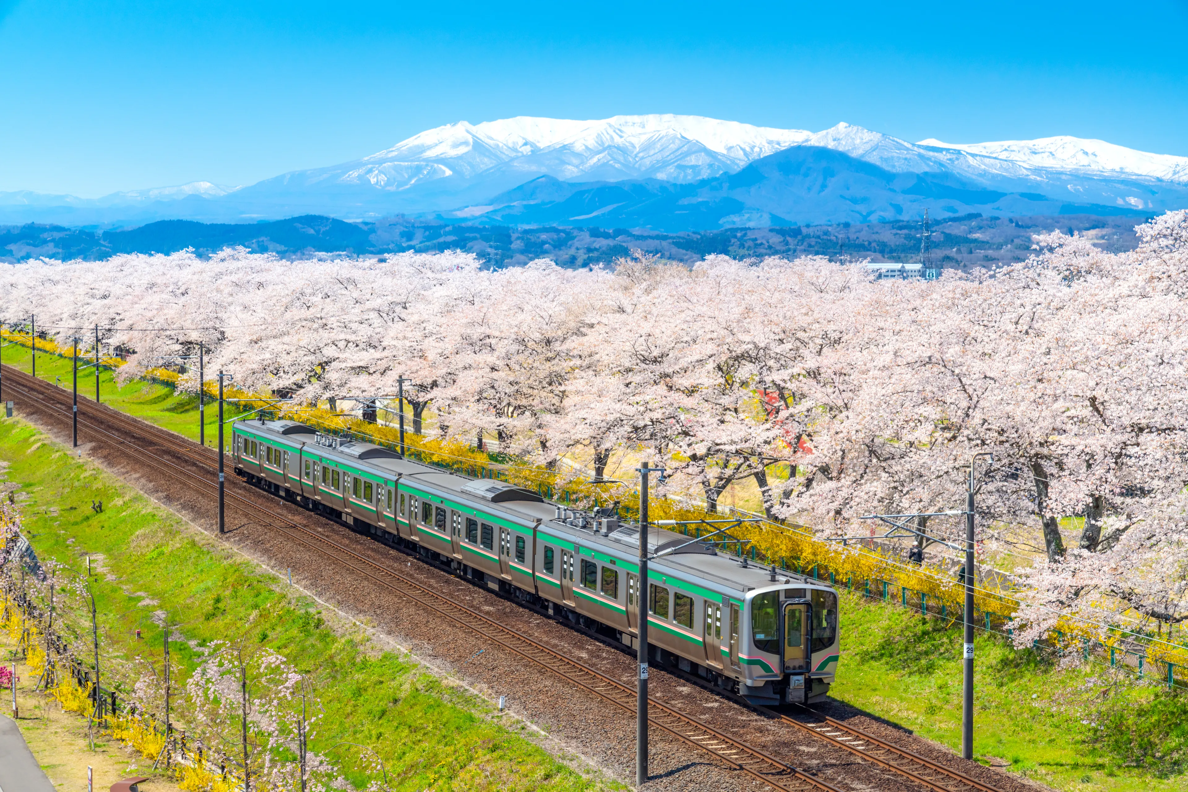 Japan landscape scenic view of JR Tohoku train with full bloom of sakura and cherry blossom, hitome senbonzakura, tohoku, asia with snow mountain in spring season. Beautiful sakura spot view in japan.
