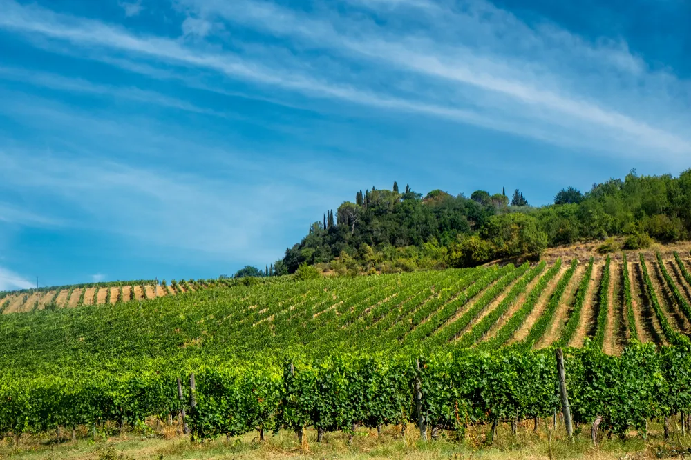 Landscape along the road from Poggibonsi to San Gimignano, Siena, Tuscany, Italy, at summer