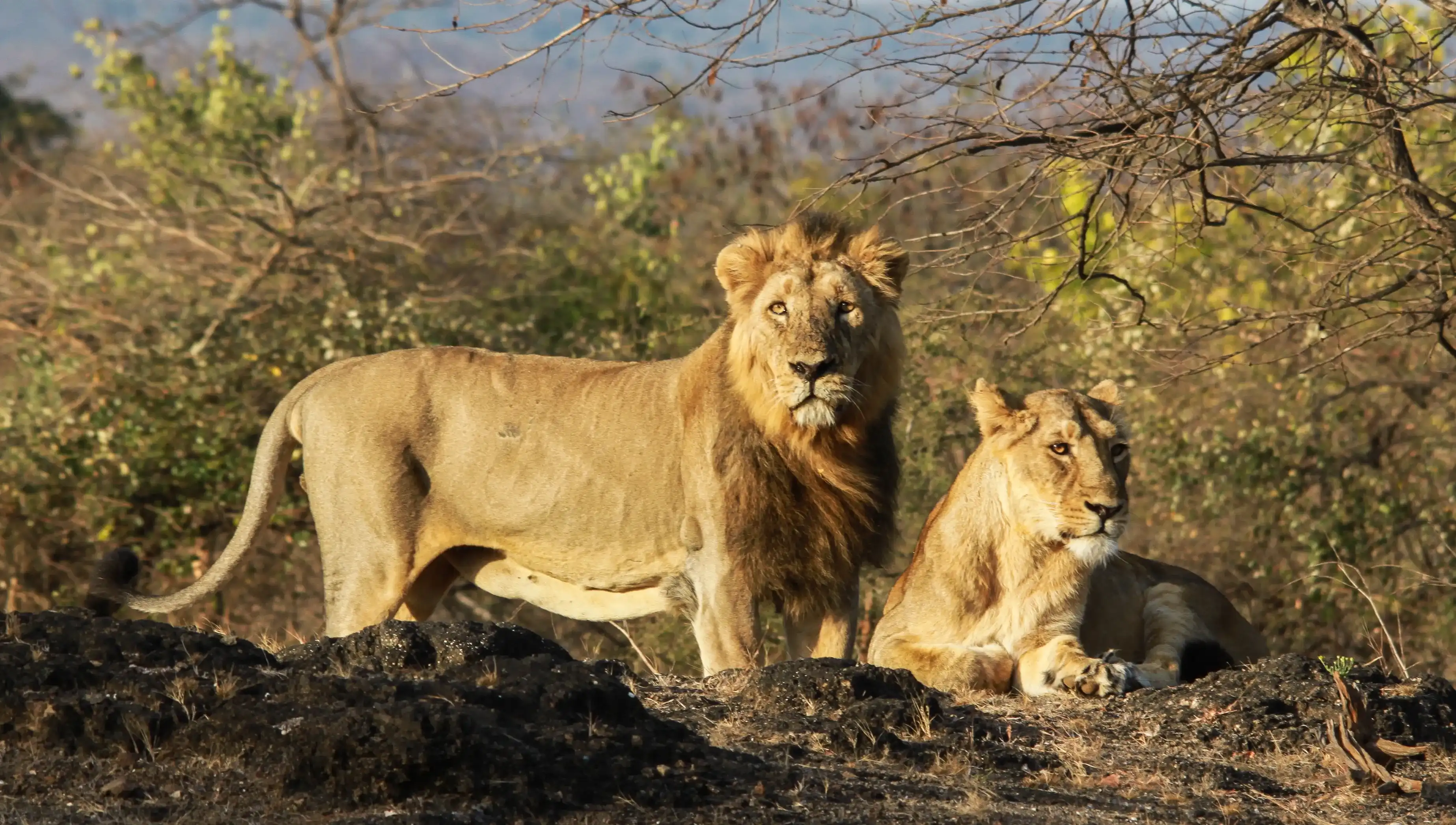 Asiatic Lion family Asiatic Lion family