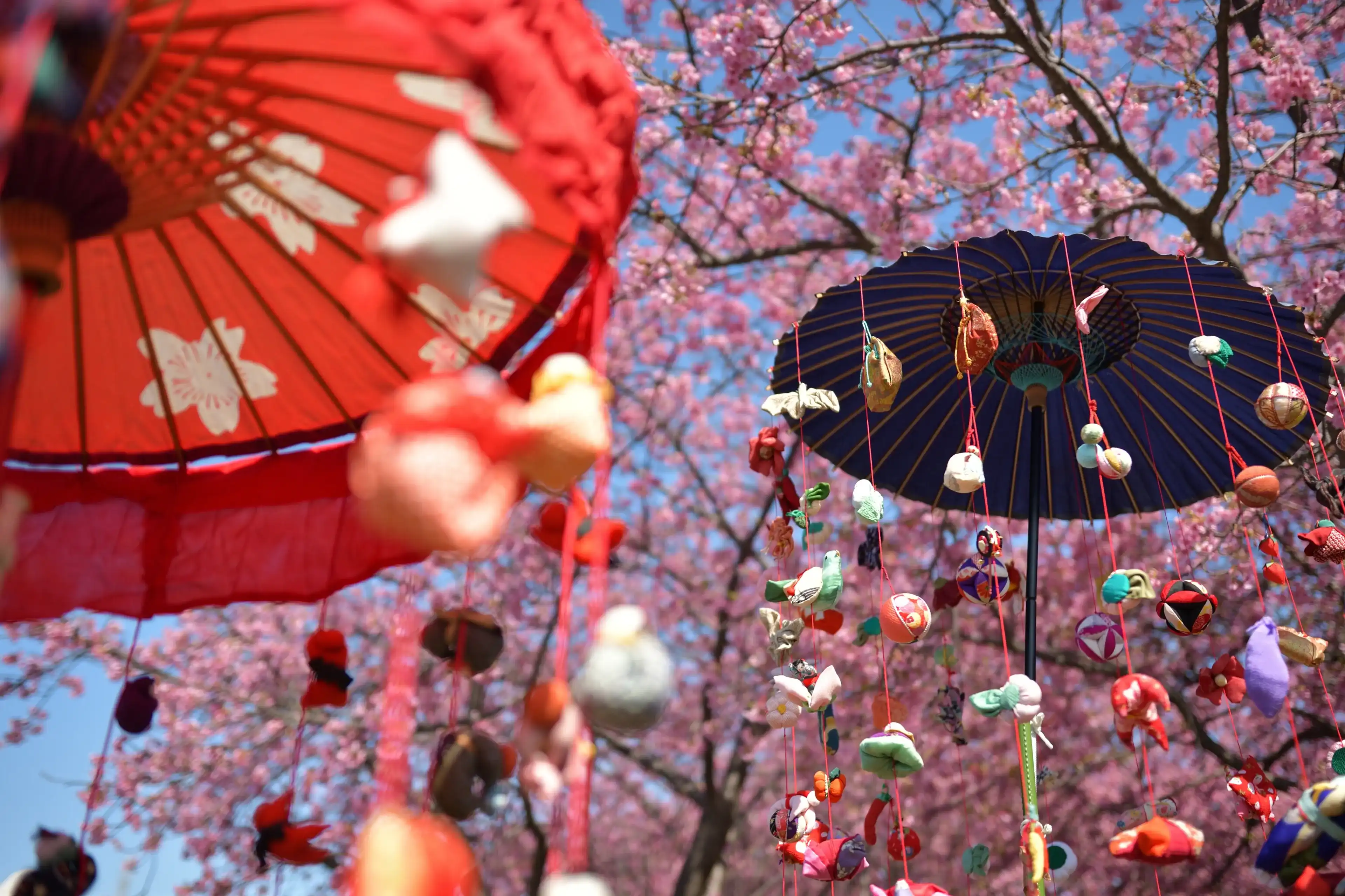 Kawazu cherry blossoms in full bloom, umbrella and sarubobo (baby doll) Kawazu cherry blossoms in full bloom, umbrella and sarubobo (baby doll)