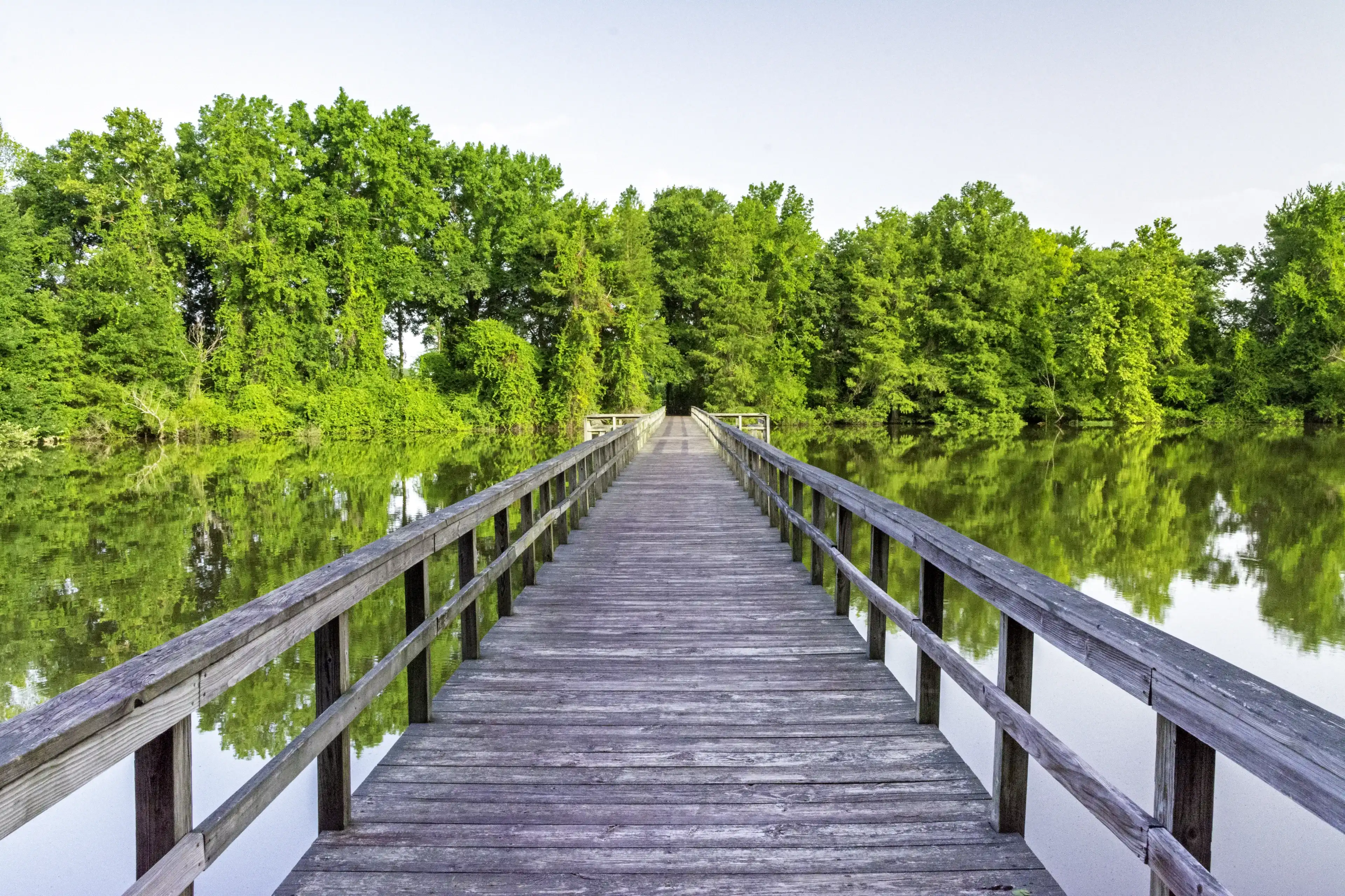 Foot bridge leading across an Alabama swamp