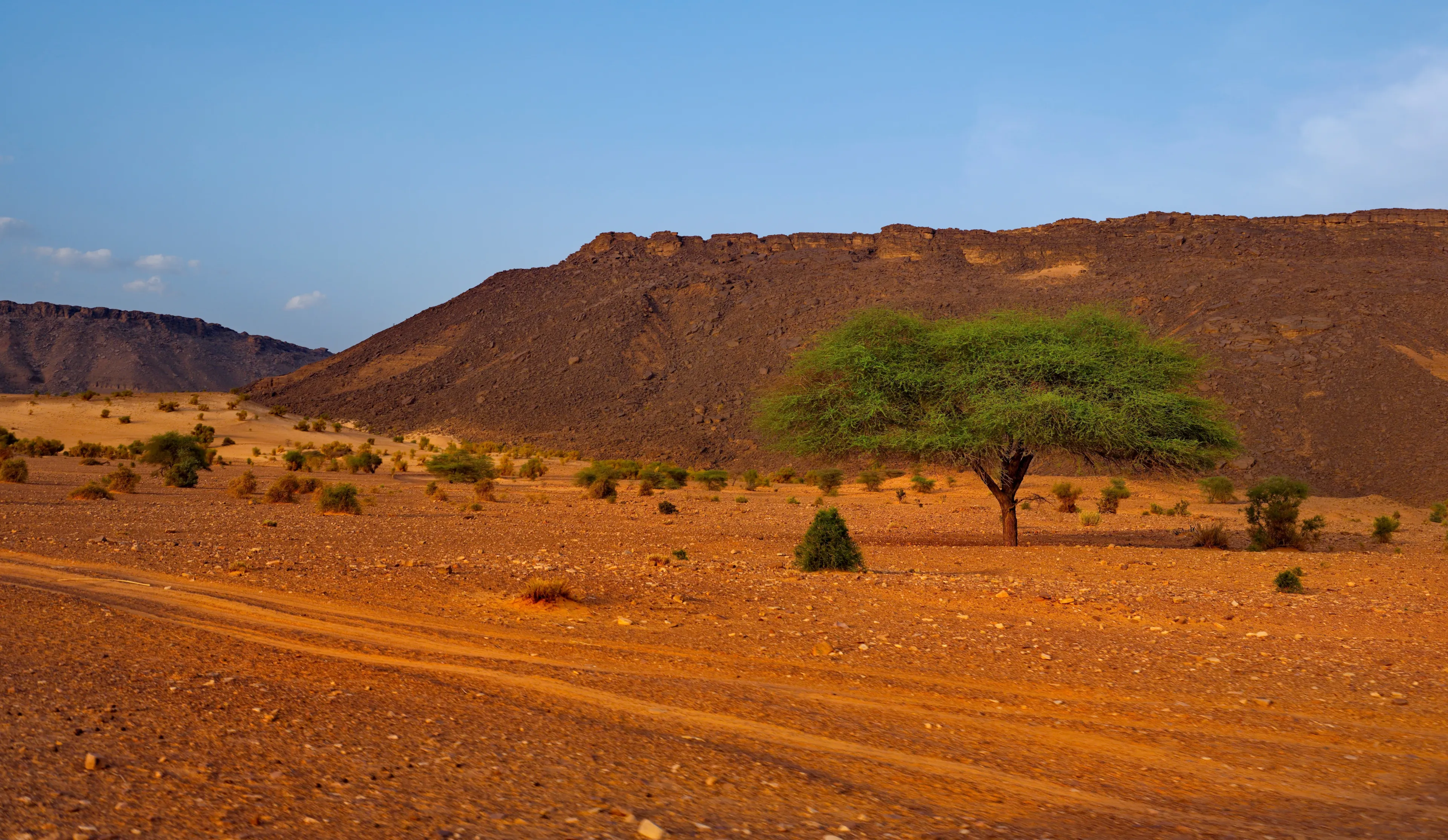 West Africa. Mauritania. Covered by the sands of the Sahara Desert, the valley of a dried-up river near the famous Terzhit oasis.
