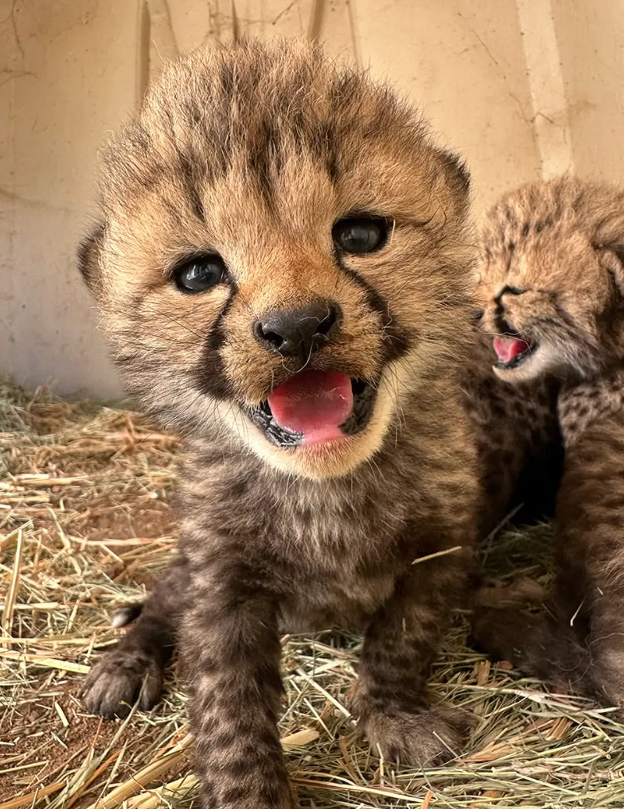 San Diego Zoo Safari Park Instagram