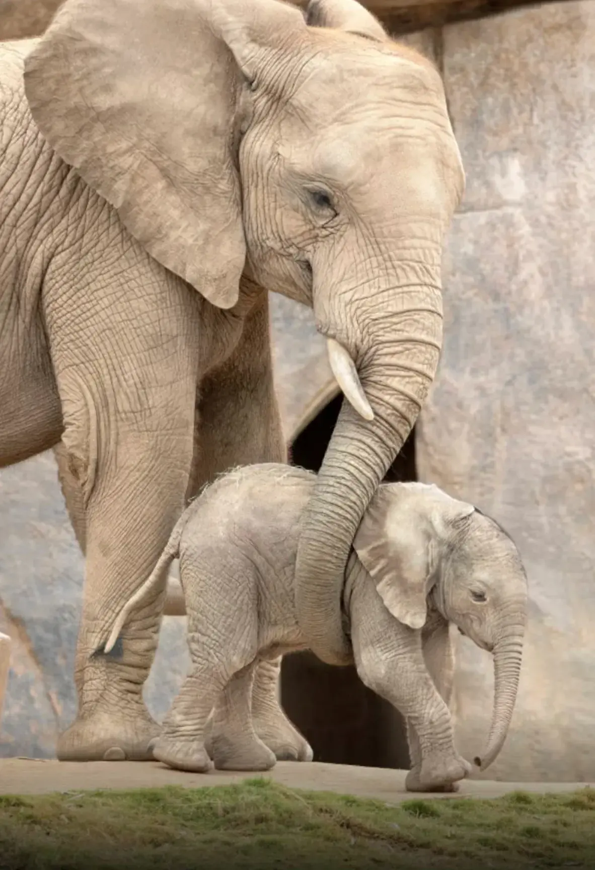 San Diego Zoo Website San Diego Zoo Website