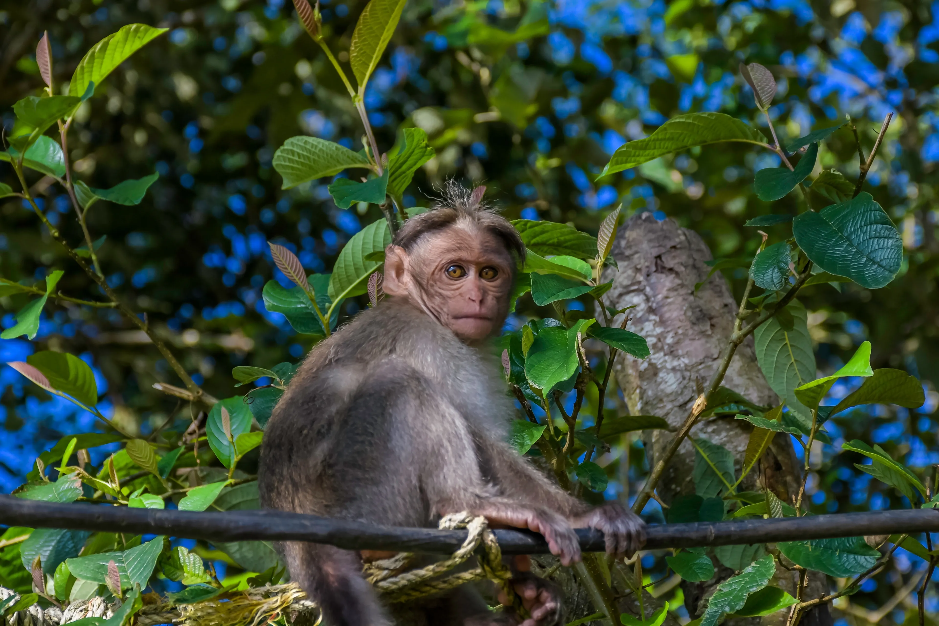 Periyar tiger reserve or national park in Kerala India