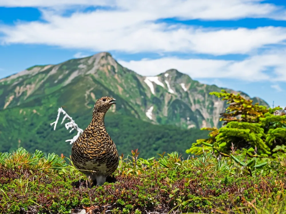rock ptarmigan female and japan alps mt.kashimayarigatake