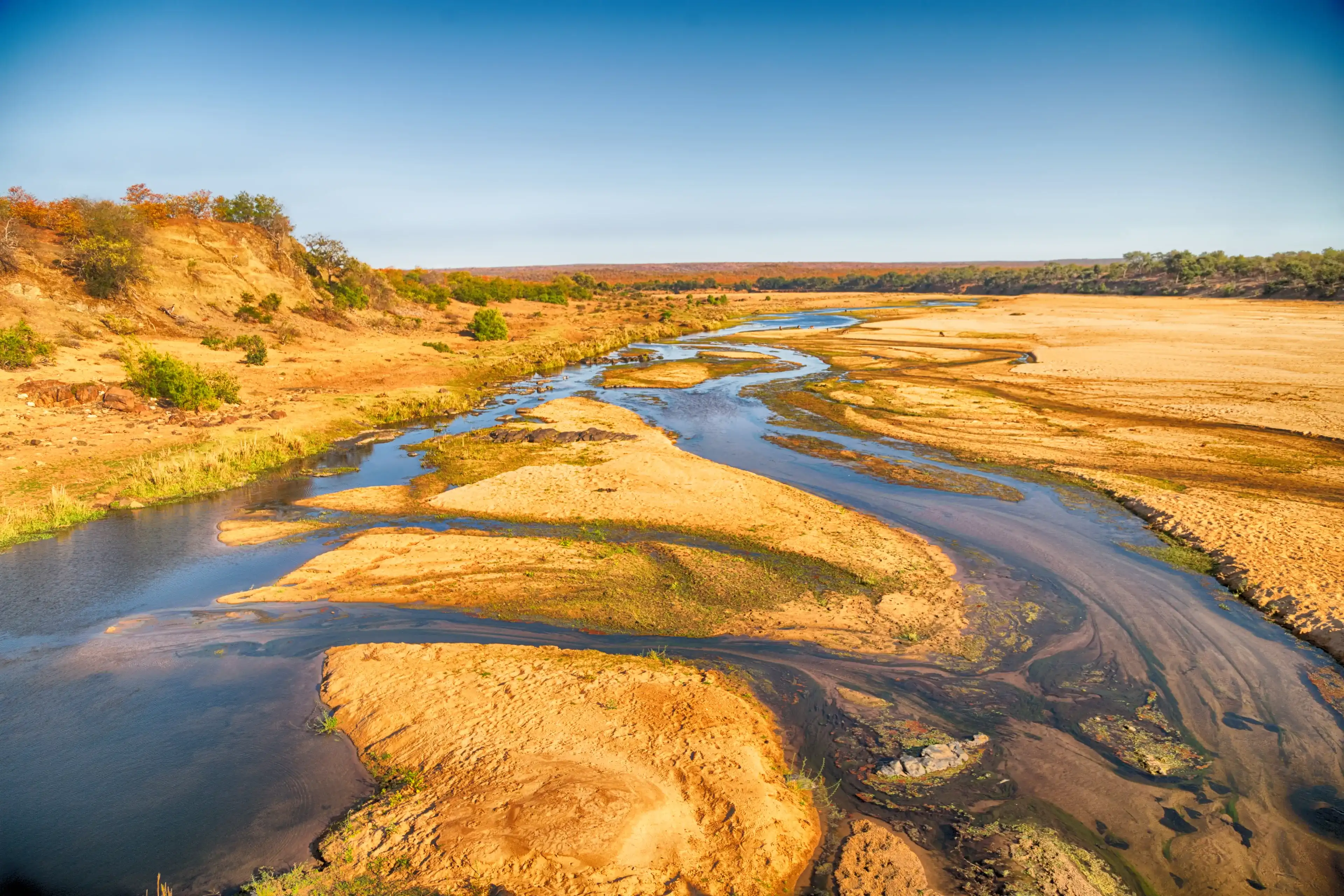 blur in south africa wildlife water plant and tree in the national kruger park blur in south africa wildlife water plant and tree in the national kruger park