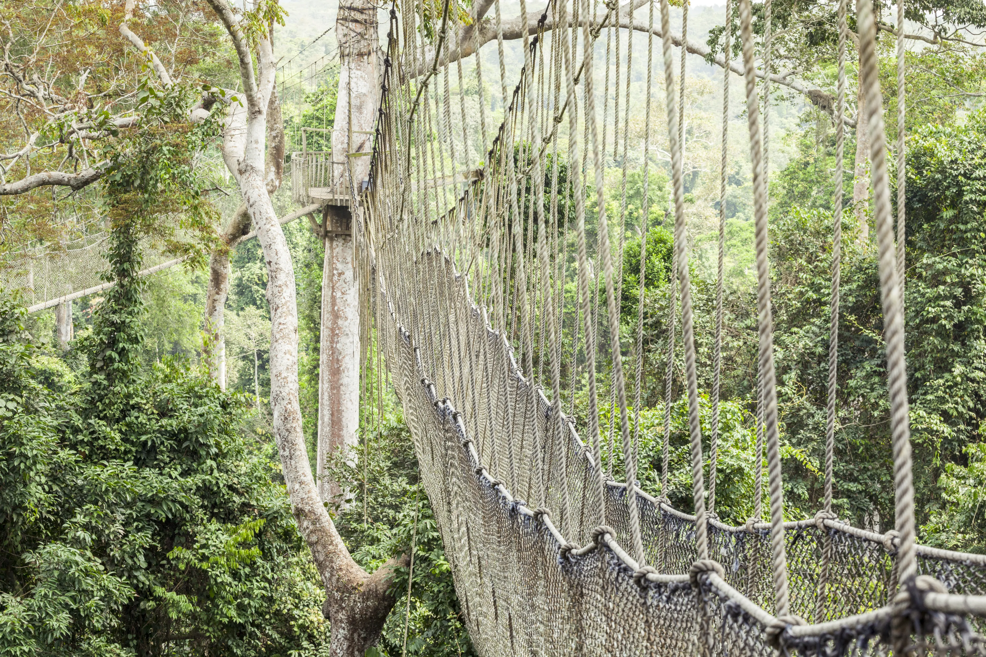Canopy walkway in Kakum National Park, Accra Region, Ghana