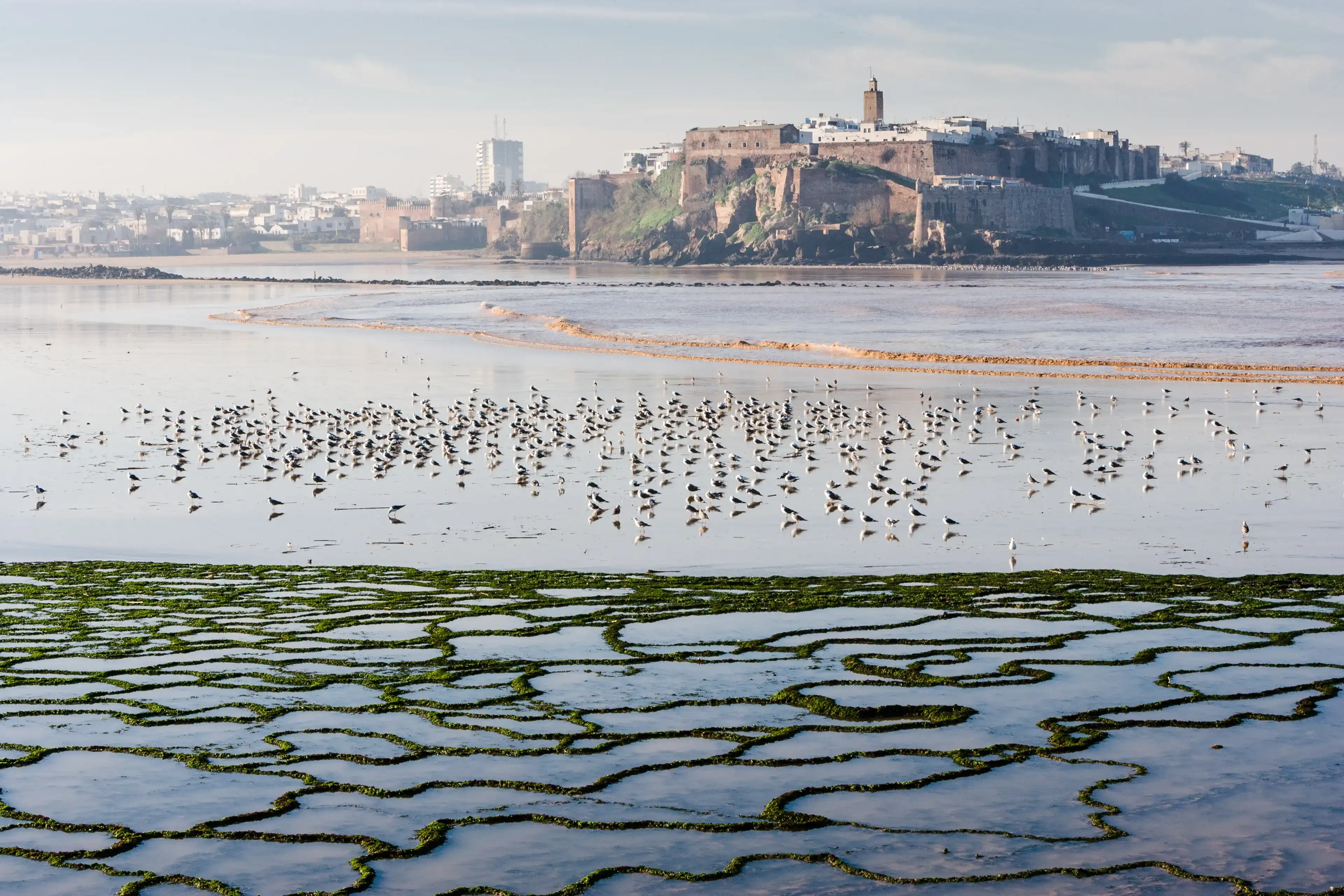 Graphics made by the sea, Beach Salé, City of Rabat, Birds at beach Salé at the Bou Regreg river, Morocco