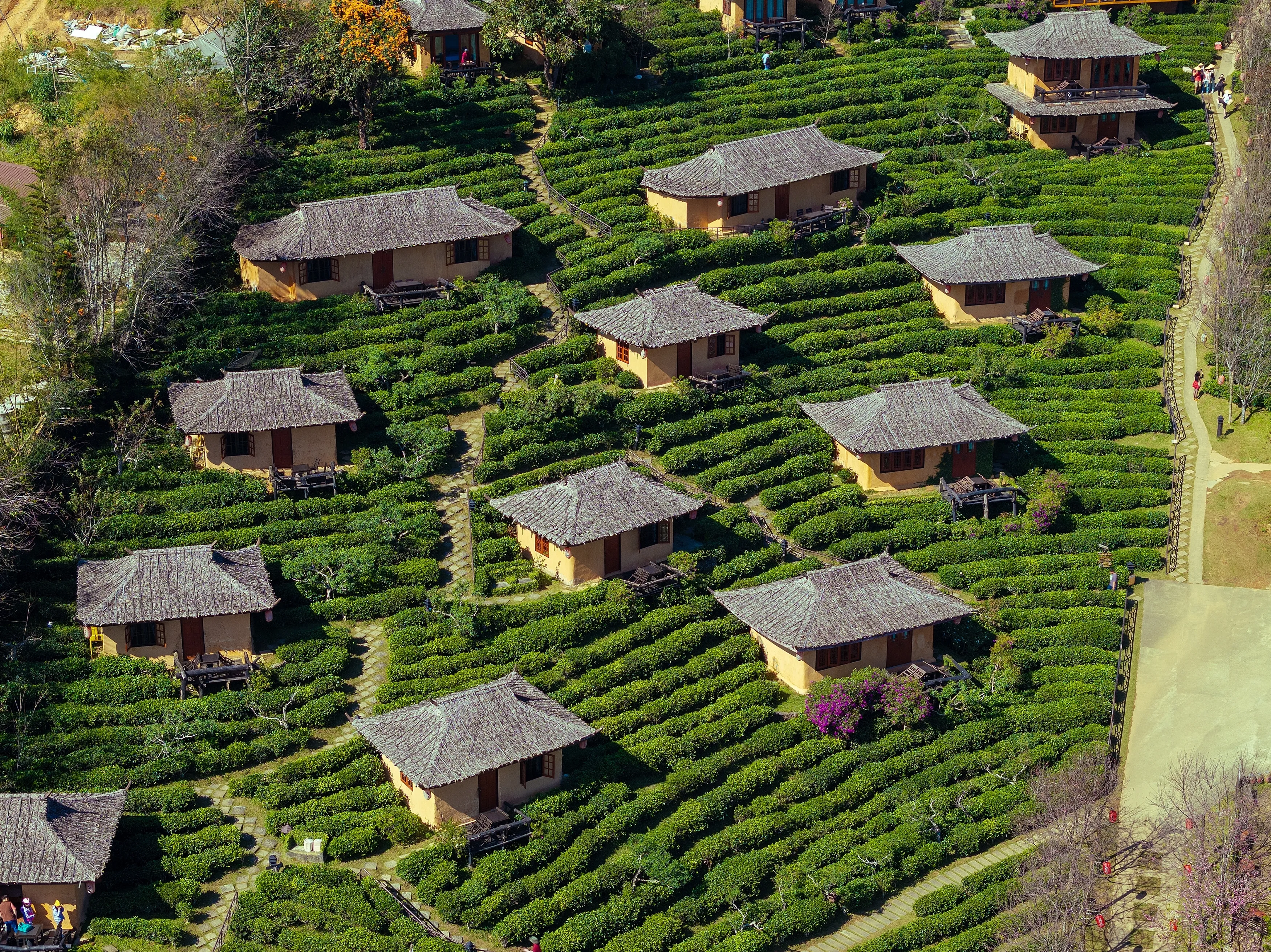 Aerial view of the Chinese village of Ban Rak Thai with tea plantations, Thailand