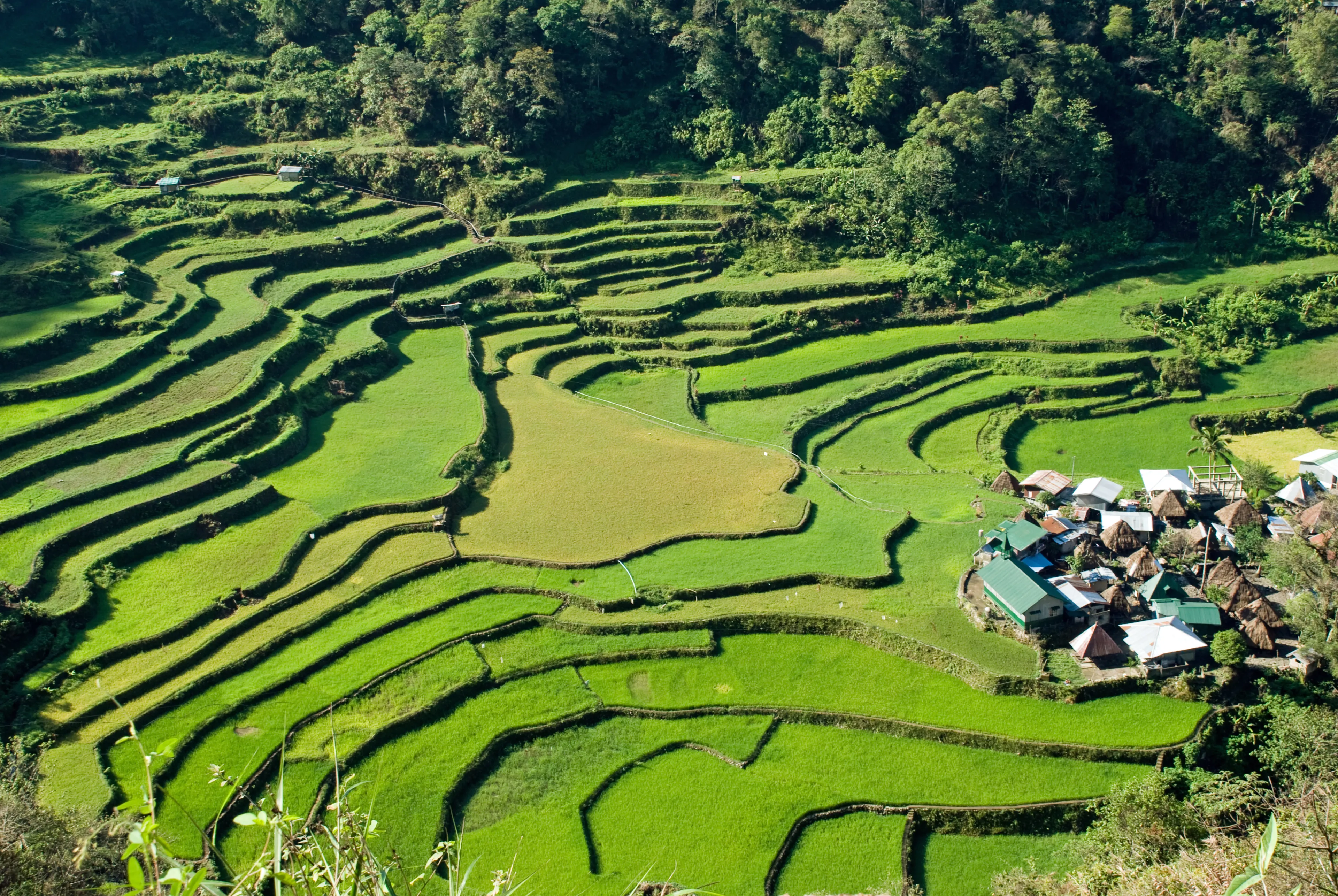 Rice terraces