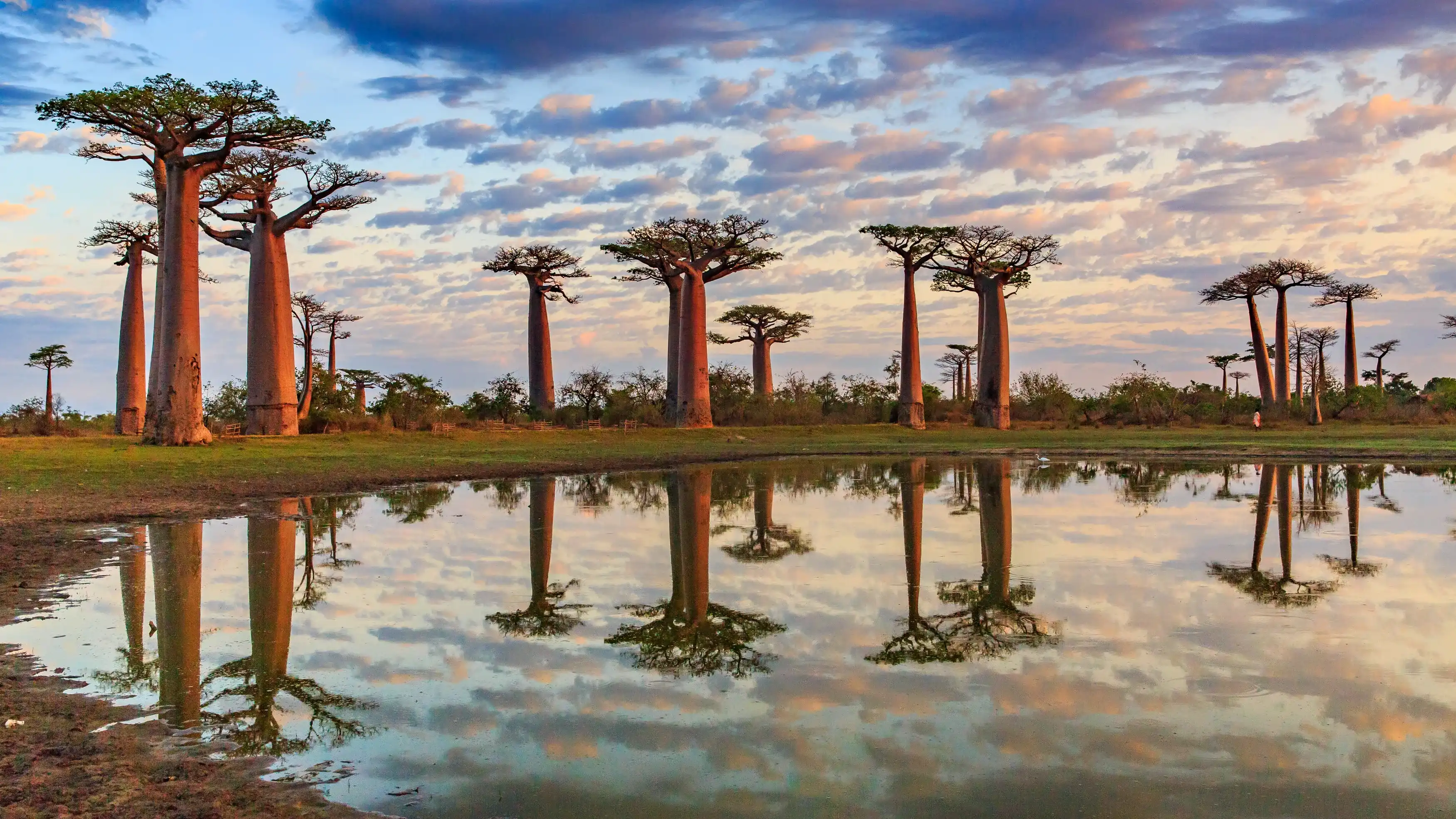 Красивые деревья баобаб на закате на проспекте баобабов в Мадагаскаре