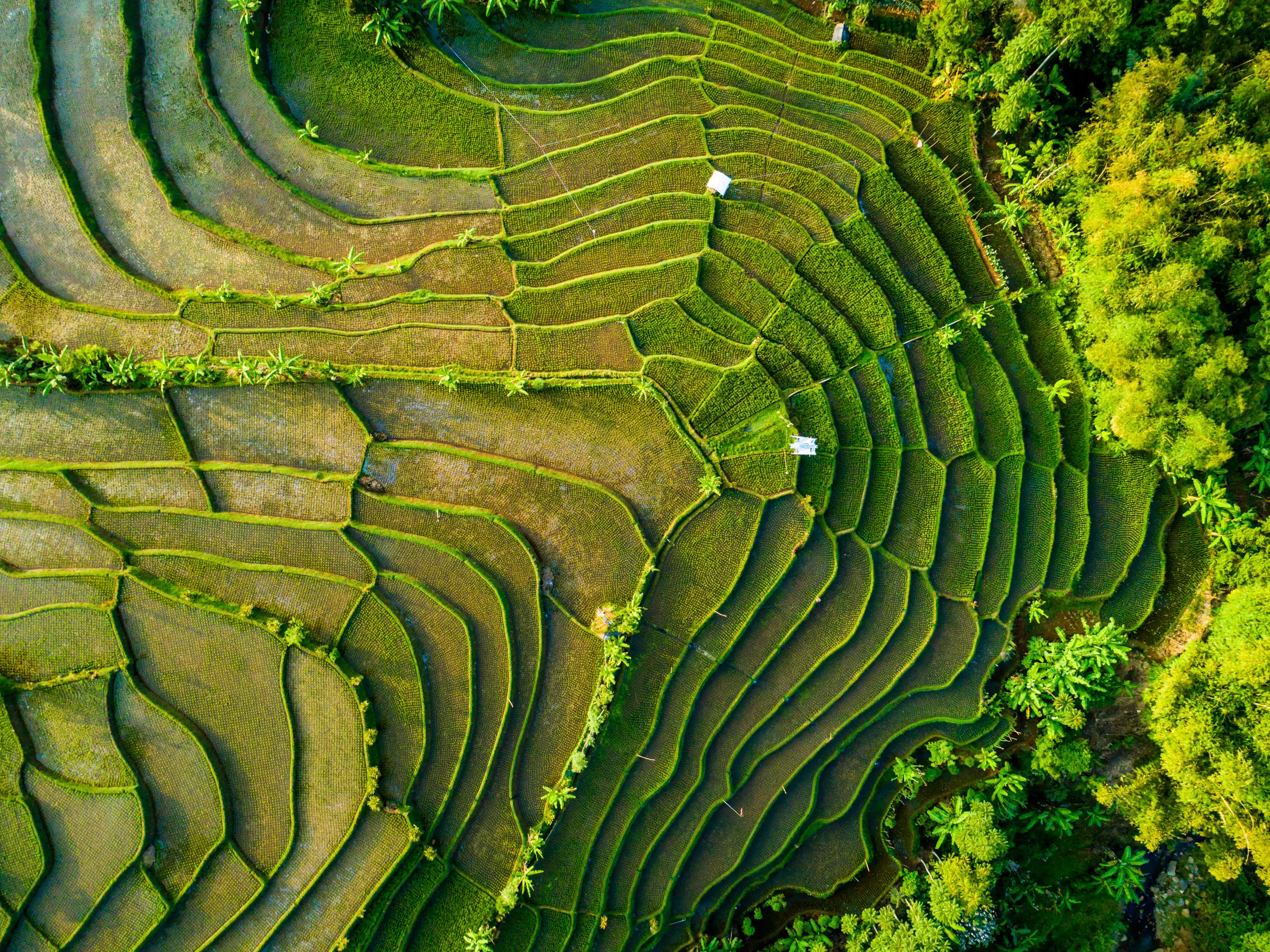 Aerial View of Rice Field Terrace, Bandung, West Java Indonesia, Asia Aerial View of Rice Field Terrace, Bandung, West Java Indonesia, Asia