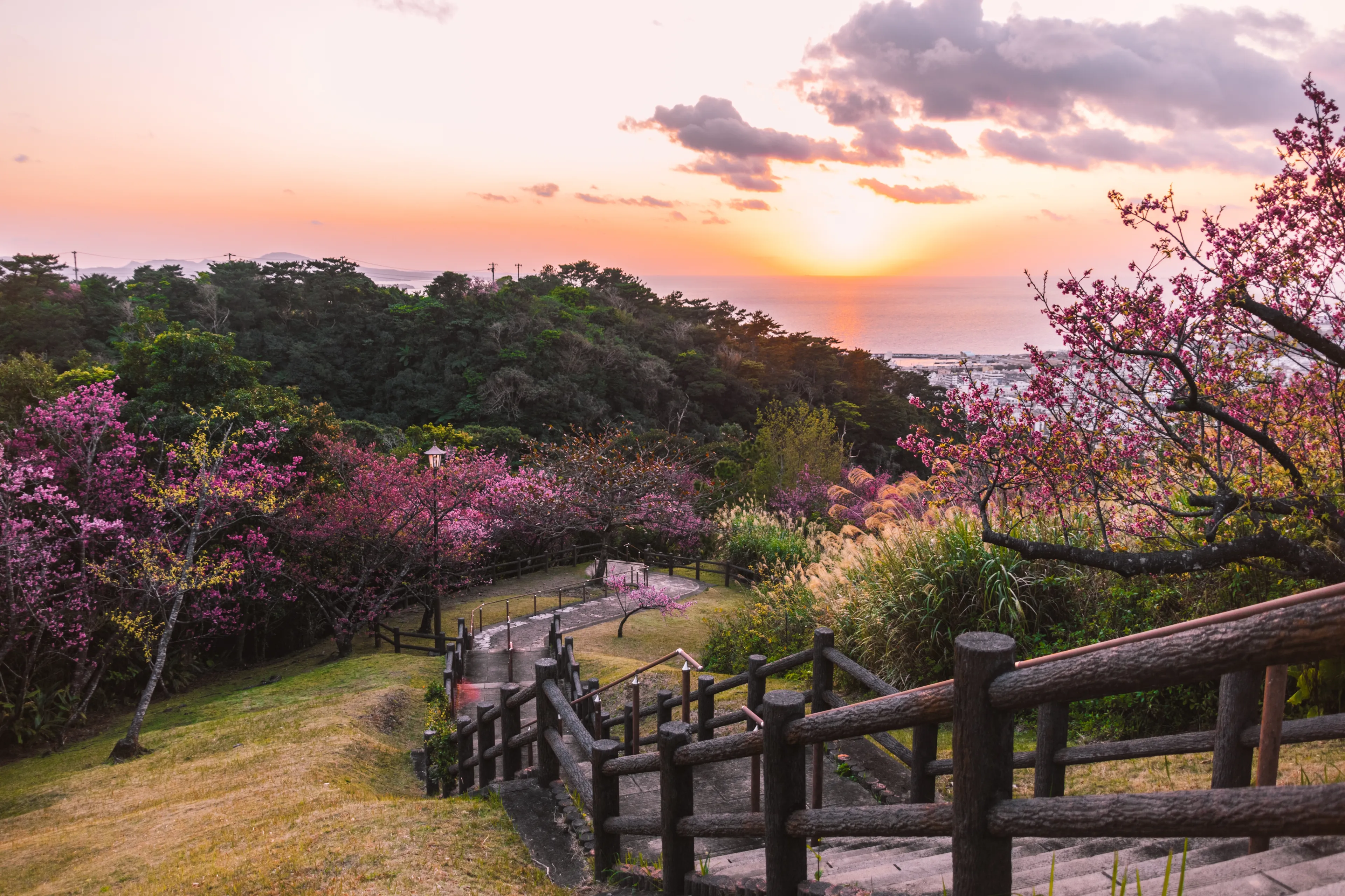 The beautiful view of the park with sakura Cherry blossoms, Okinawa, Japan 