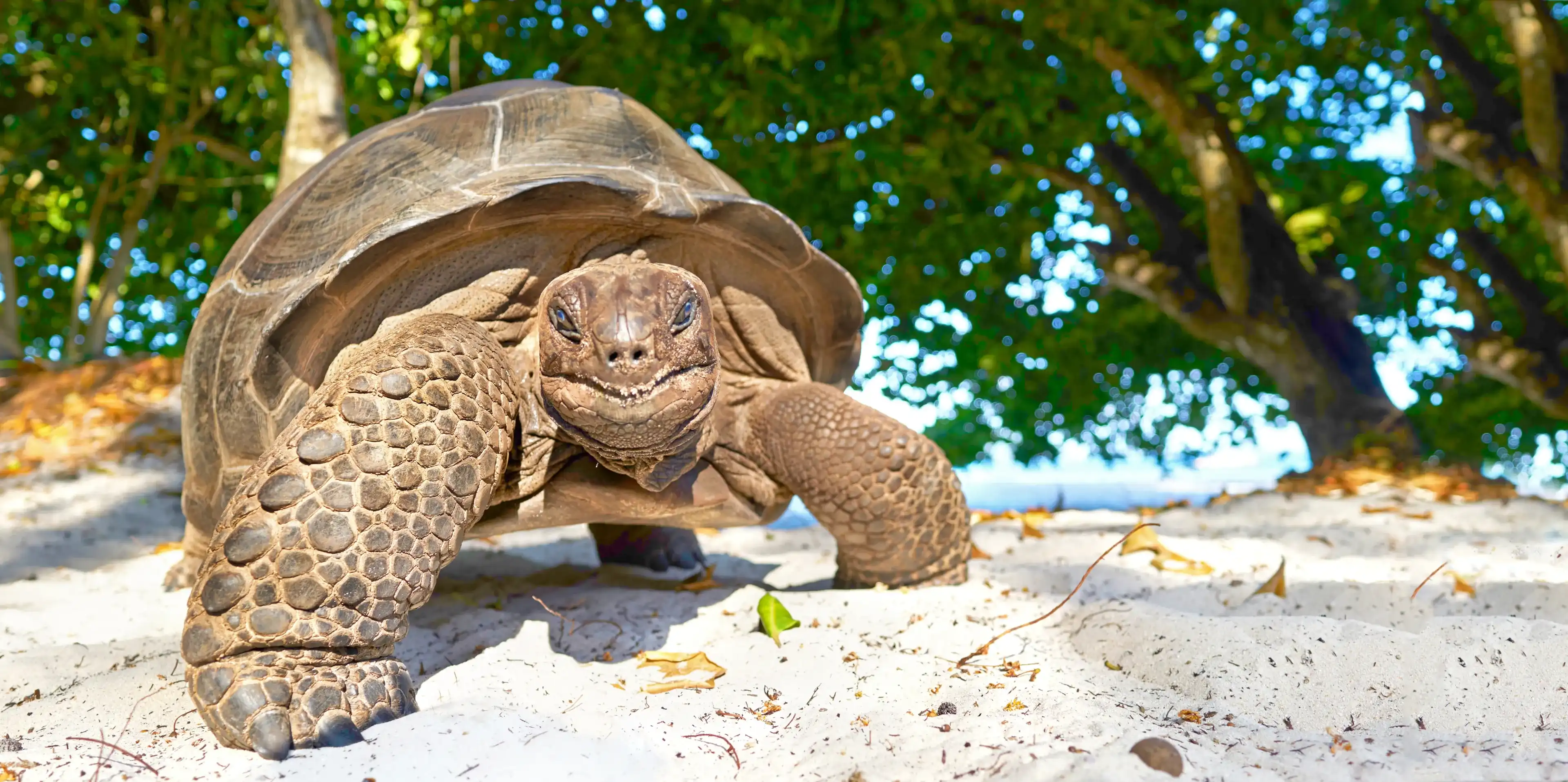 Seychelles giant tortoise - wildlife, smiling happy turtle