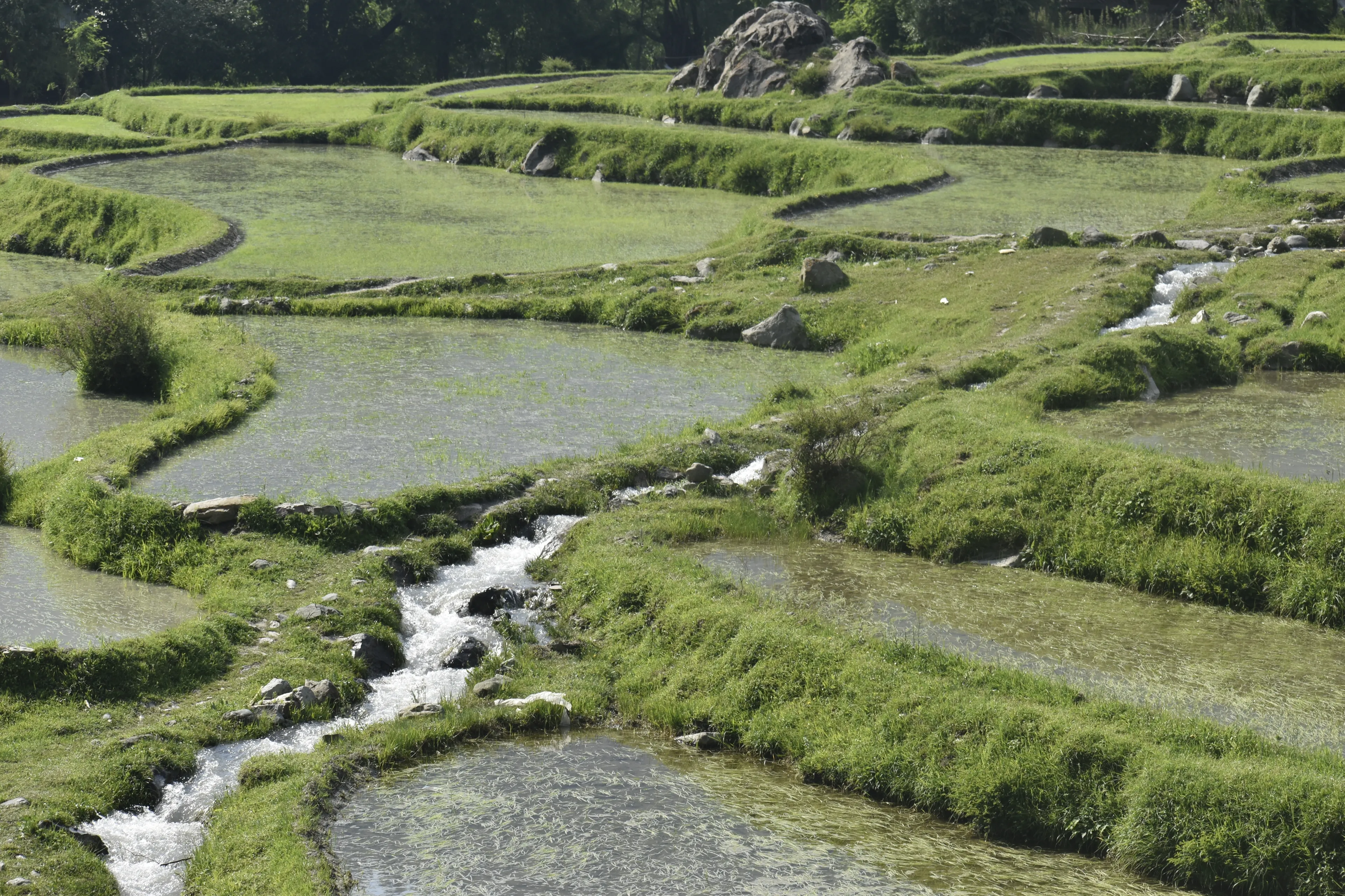 Beautiful view of rice fields farming in village of modern days. Paddy, Terraced rice fields in the mountains of Leepa Valley, Jehlum Valley) near Muzaffarabad, Azad Jammu and Kashmir, Pakistan
