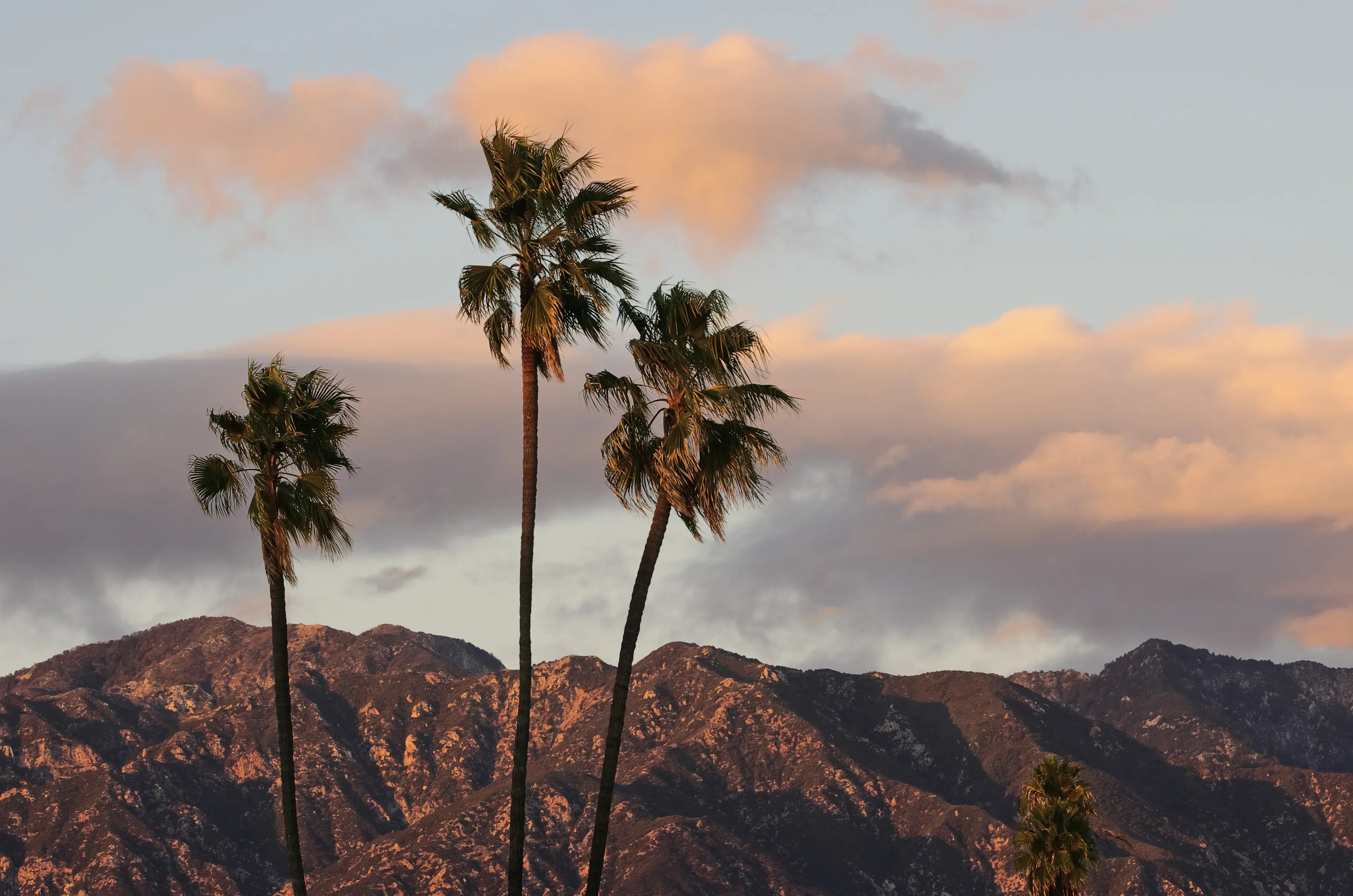 Palm trees with the San Gabriel Mountains in the far distance. Photo taken from Pasadena, California on a windy afternoon. Palm trees with the San Gabriel Mountains in the far distance. Photo taken from Pasadena, California on a windy afternoon.