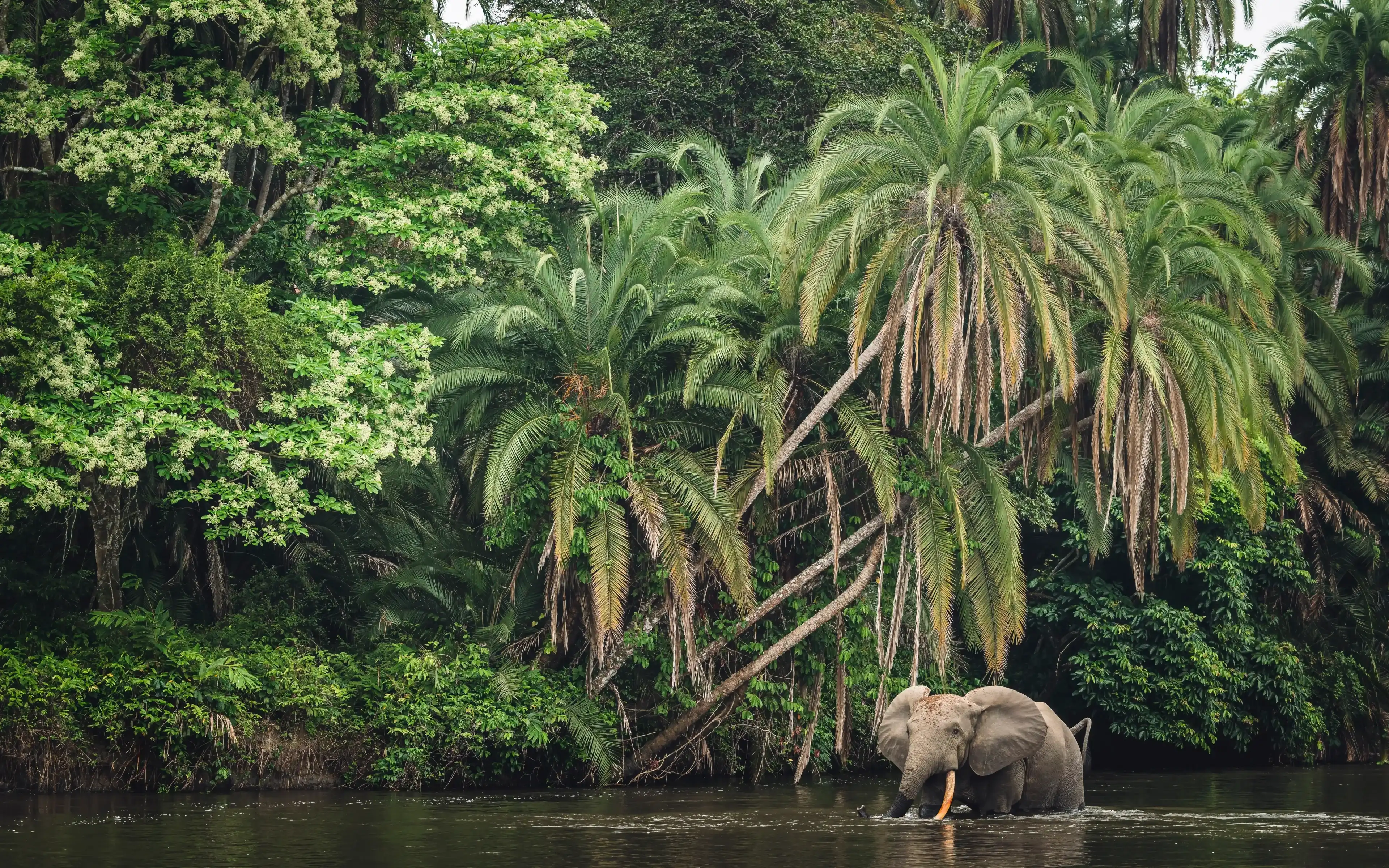 African forest elephant (Loxodonta cyclotis) and the Lekoli River. Odzala-Kokoua National Park. Cuvette-Ouest Region. Republic of the Congo African forest elephant (Loxodonta cyclotis) and the Lekoli River. Odzala-Kokoua National Park. Cuvette-Ouest Region. Republic of the Congo