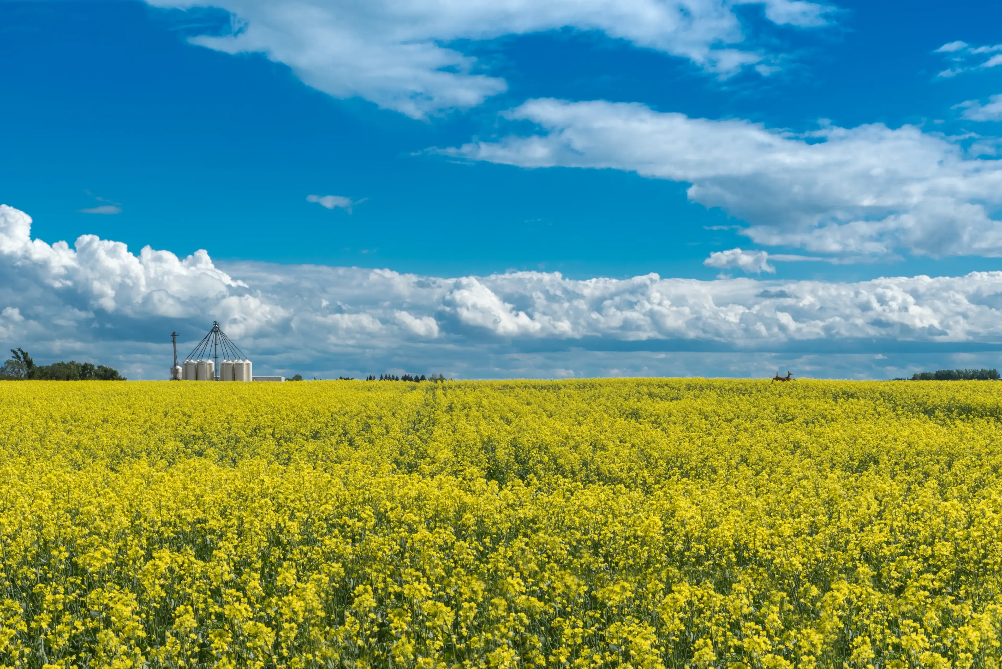 Canola field in bloom and a deer jumping through it with a fertilizer plant in the background outside of Swift Current, Saskatchewan, Canada Canola field in bloom and a deer jumping through it with a fertilizer plant in the background outside of Swift Current, Saskatchewan, Canada