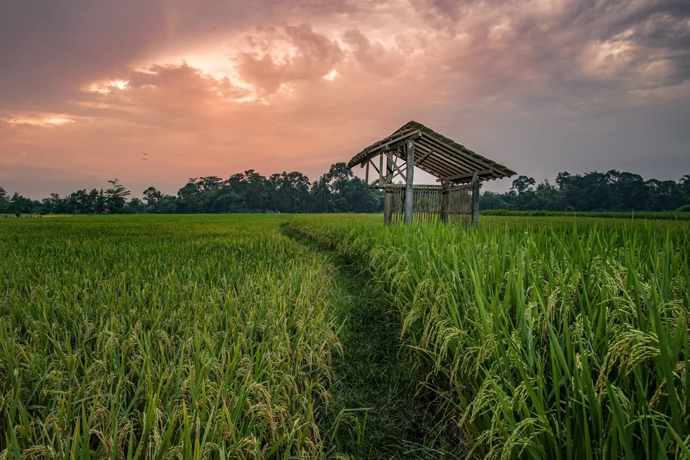 Blitar, Indonesia - 28 March 2022: High iso beautiful morning rice field atmosphere with a sky red like fire.