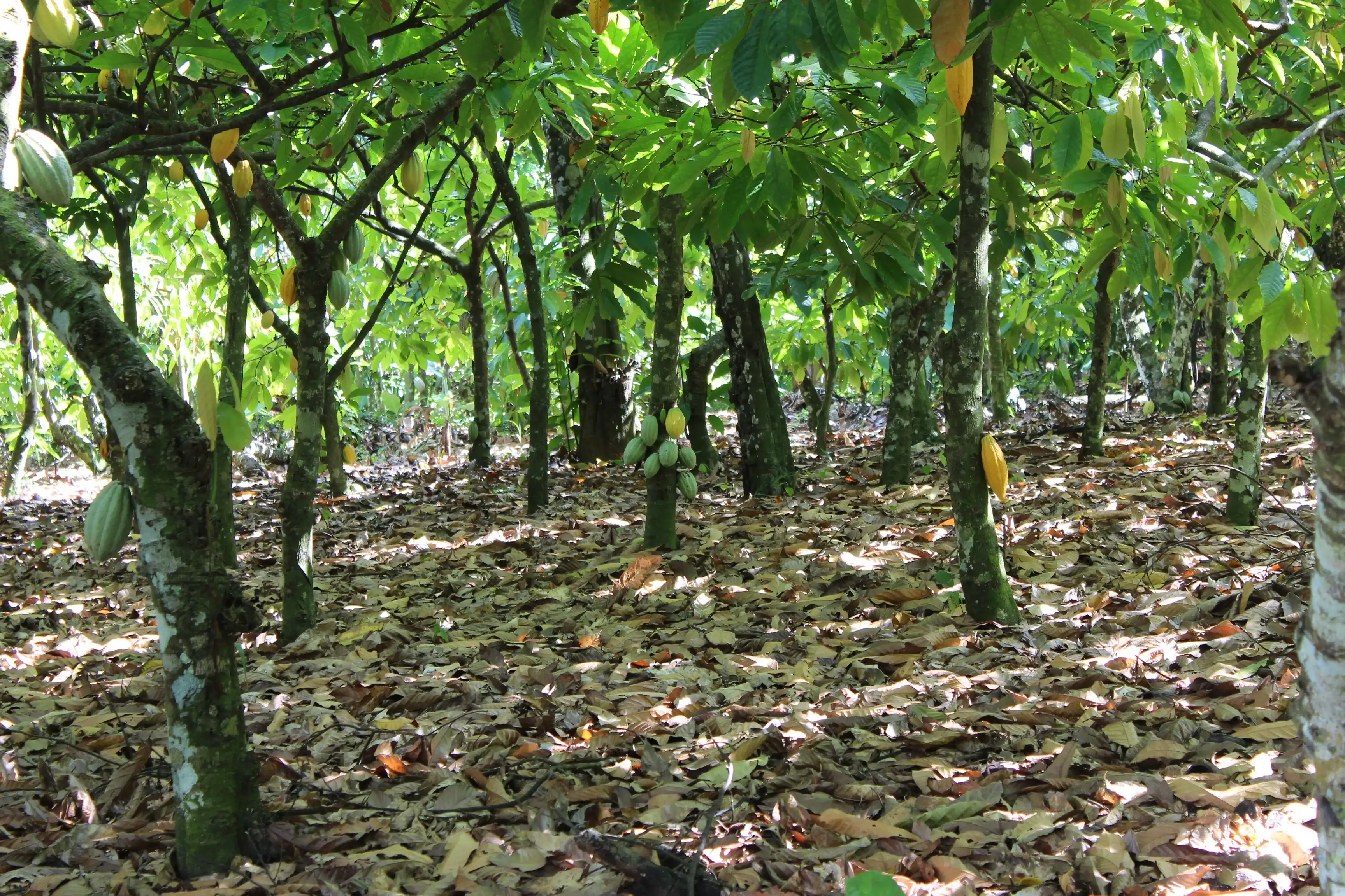 Cocoa trees in organic farming reserve from Hato Mayor, Dominican Republic