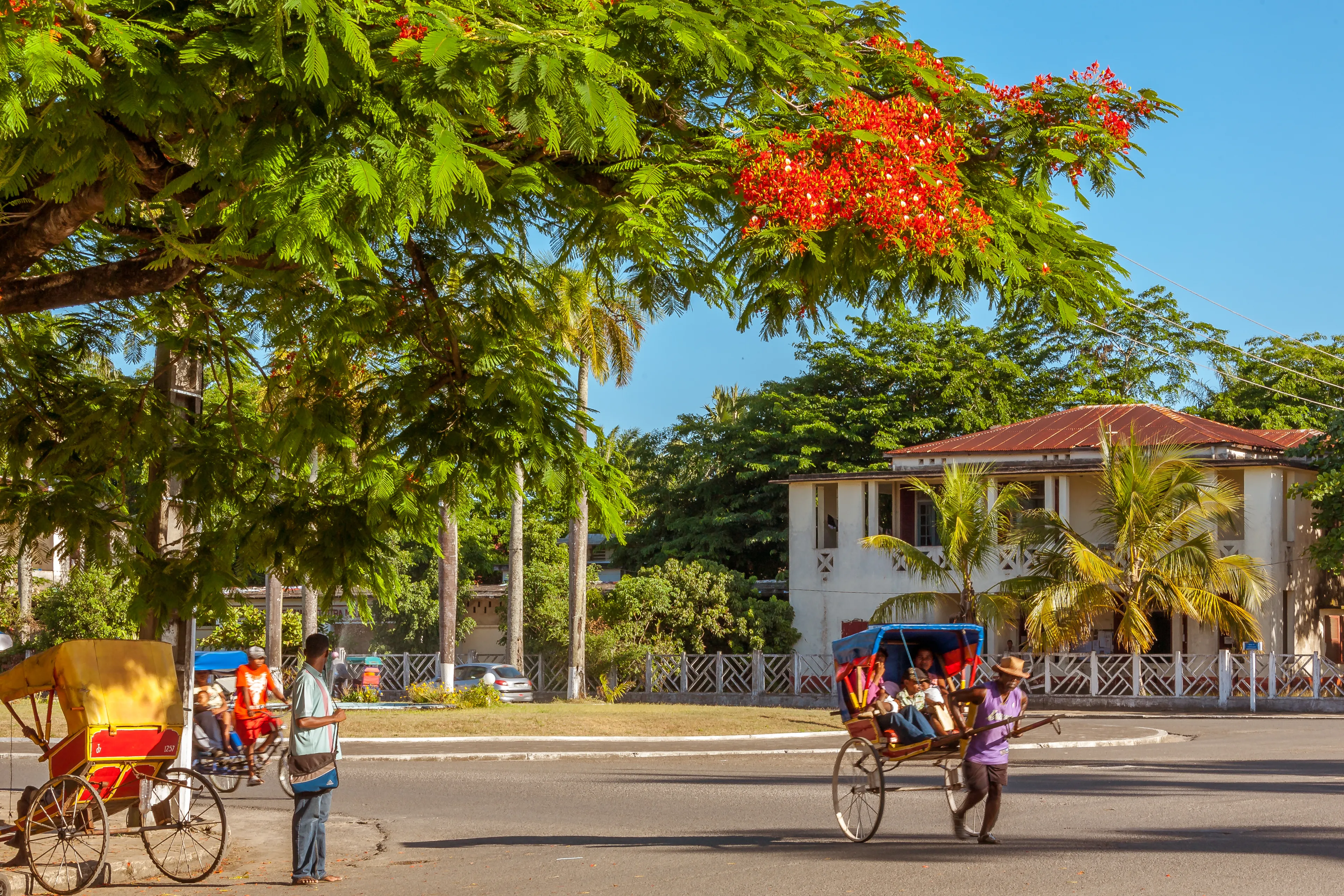 Toamasina, Madagascar, November 23, 2016: Traditional rickshaws (pousse-pousse) under a flamboyant tree in Toamasina (Tamatave), East of Madagascar