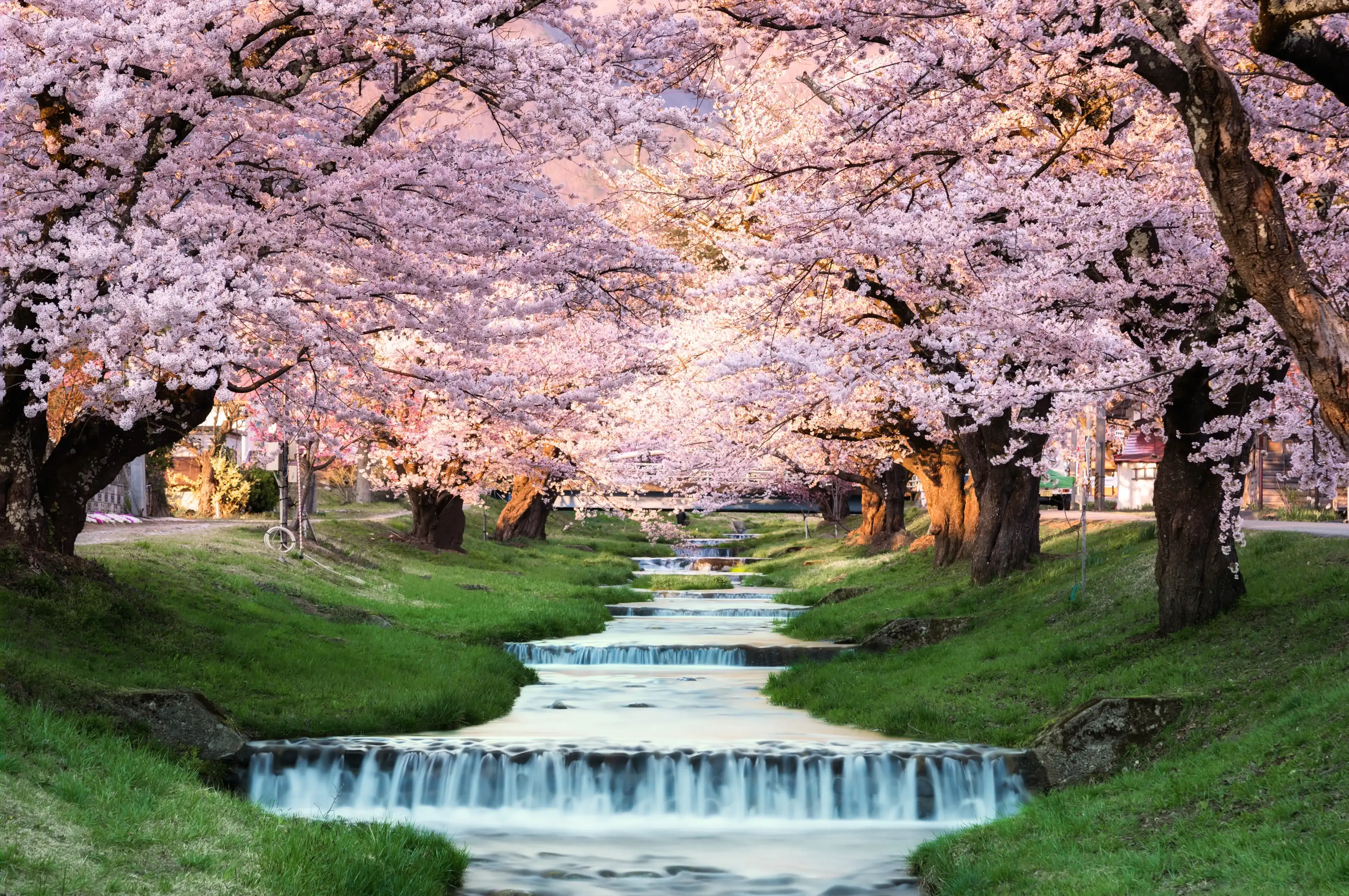 Cherry blossoms at Kawageta Fukushima ,Japan