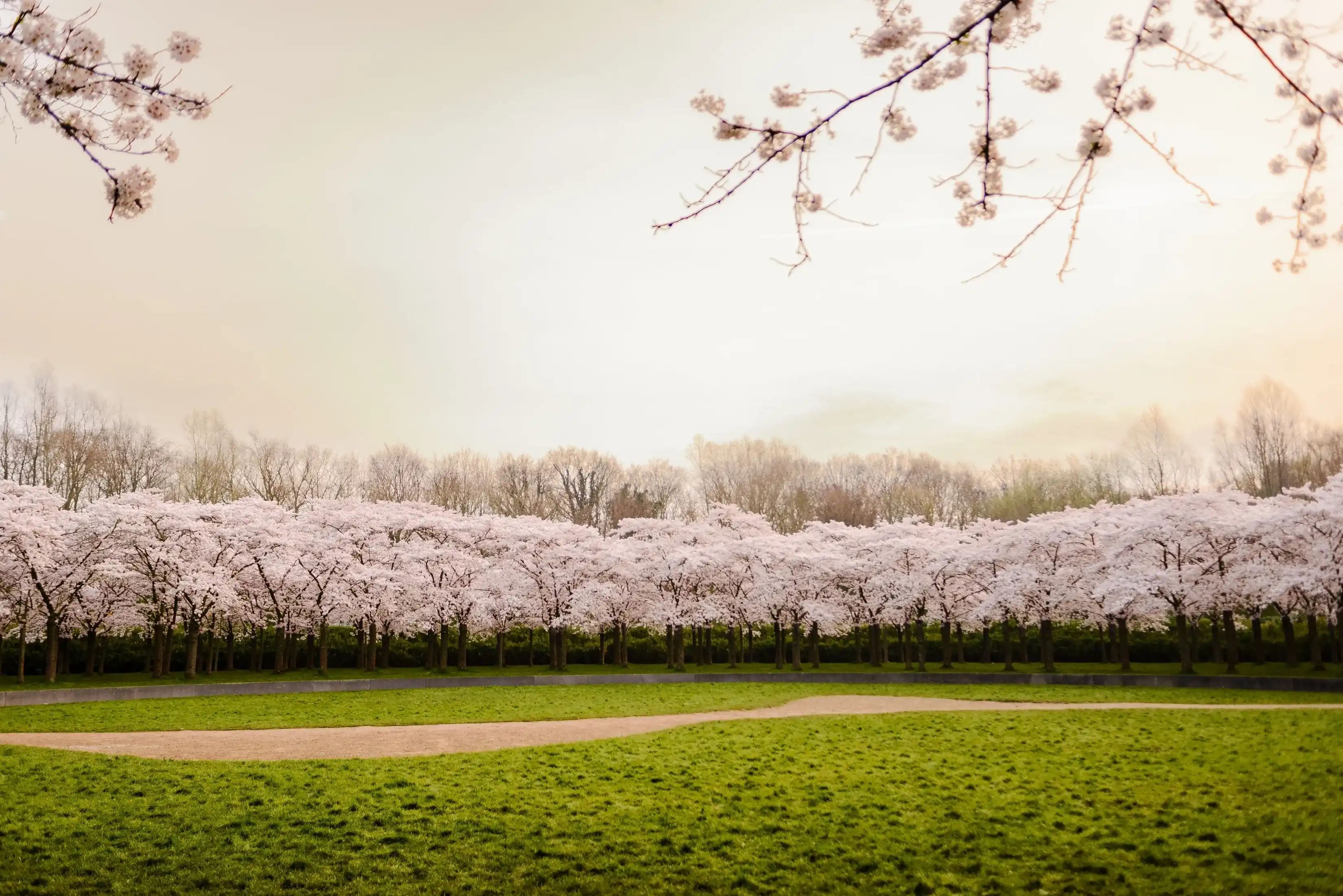 Cheery blossom trees during sunrise at Bloesempark in Amstelveen, The Netherlands, during march Cheery blossom trees during sunrise at Bloesempark in Amstelveen, The Netherlands, during march