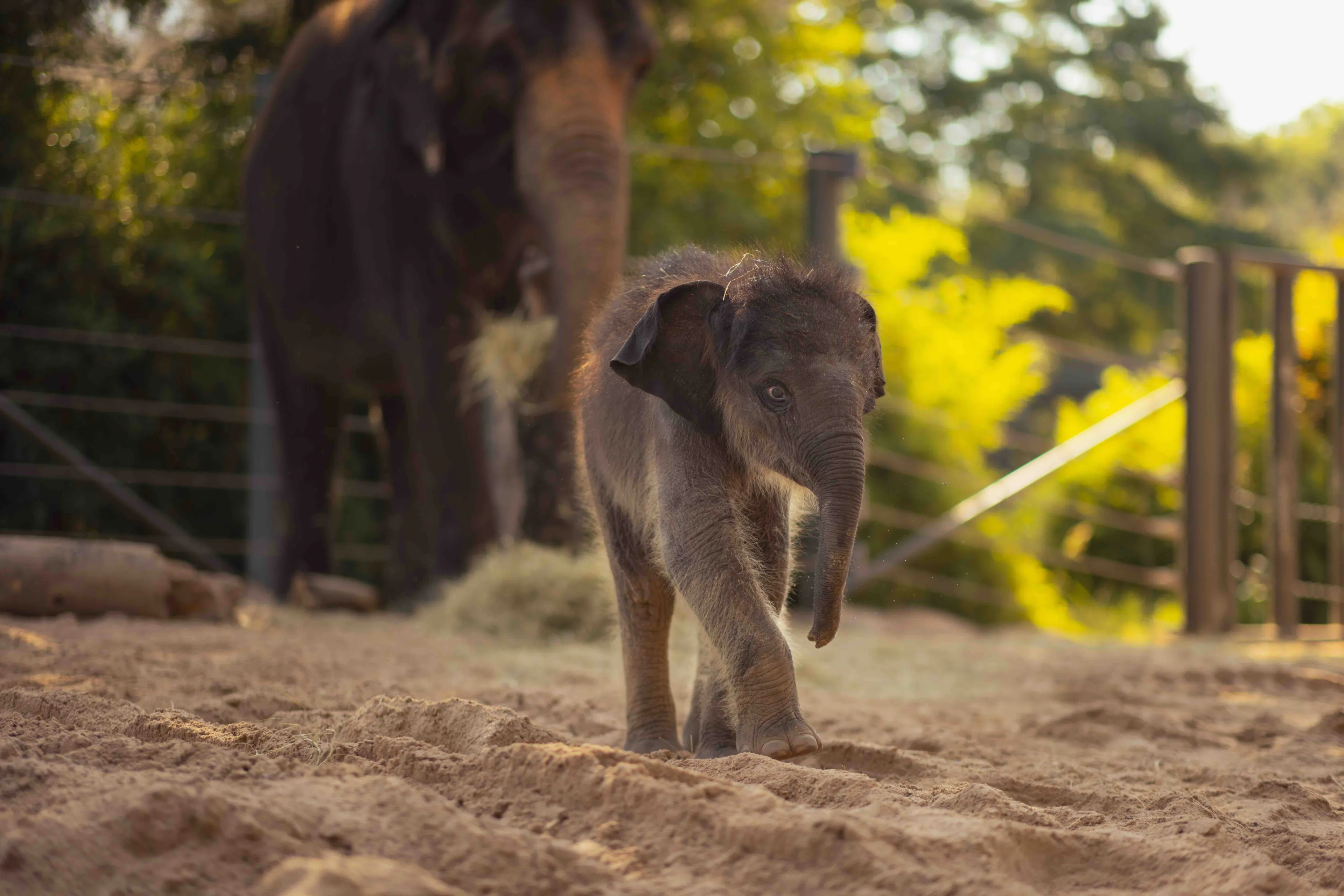 Fort Worth Zoo Website
