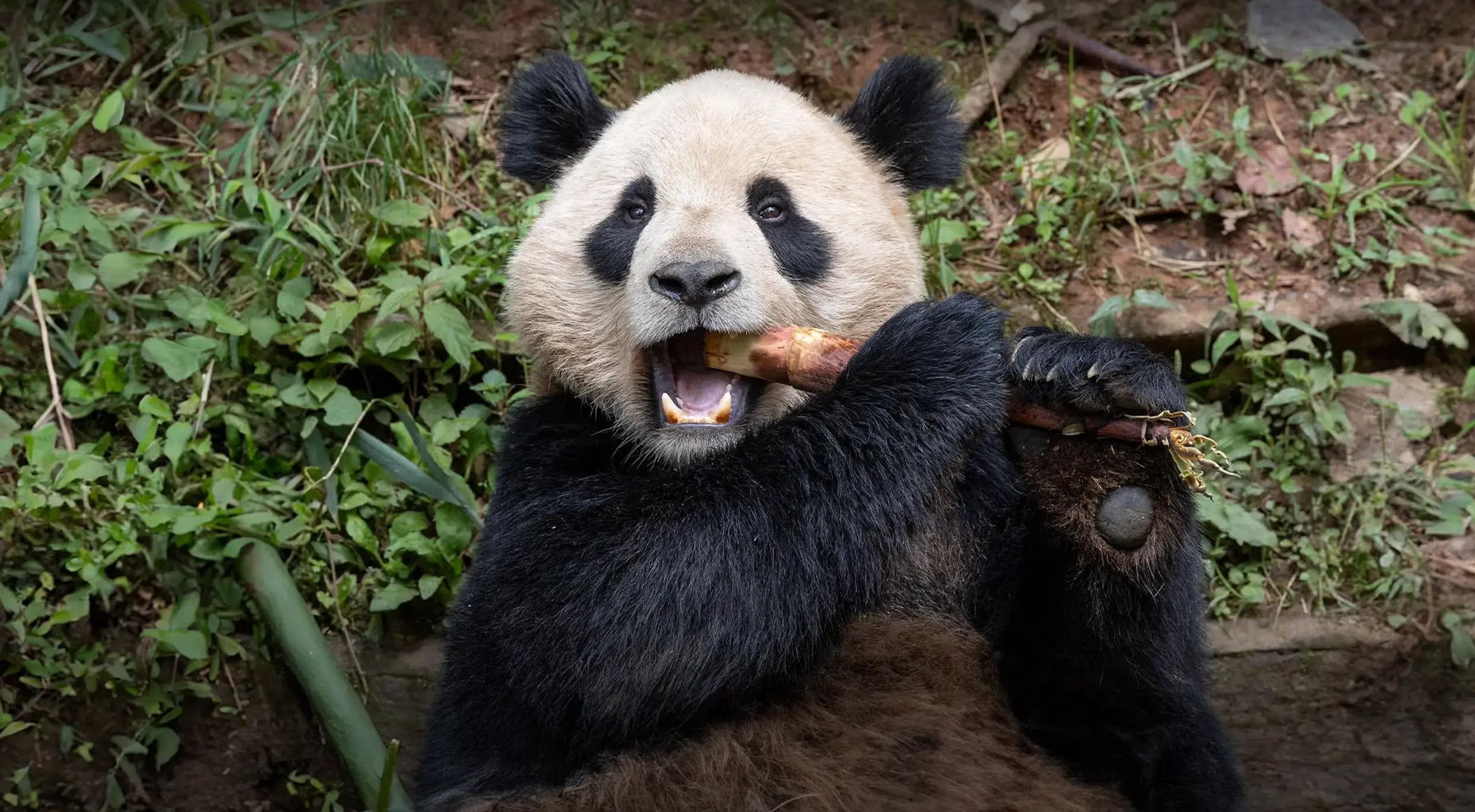 San Diego Zoo Website San Diego Zoo Website