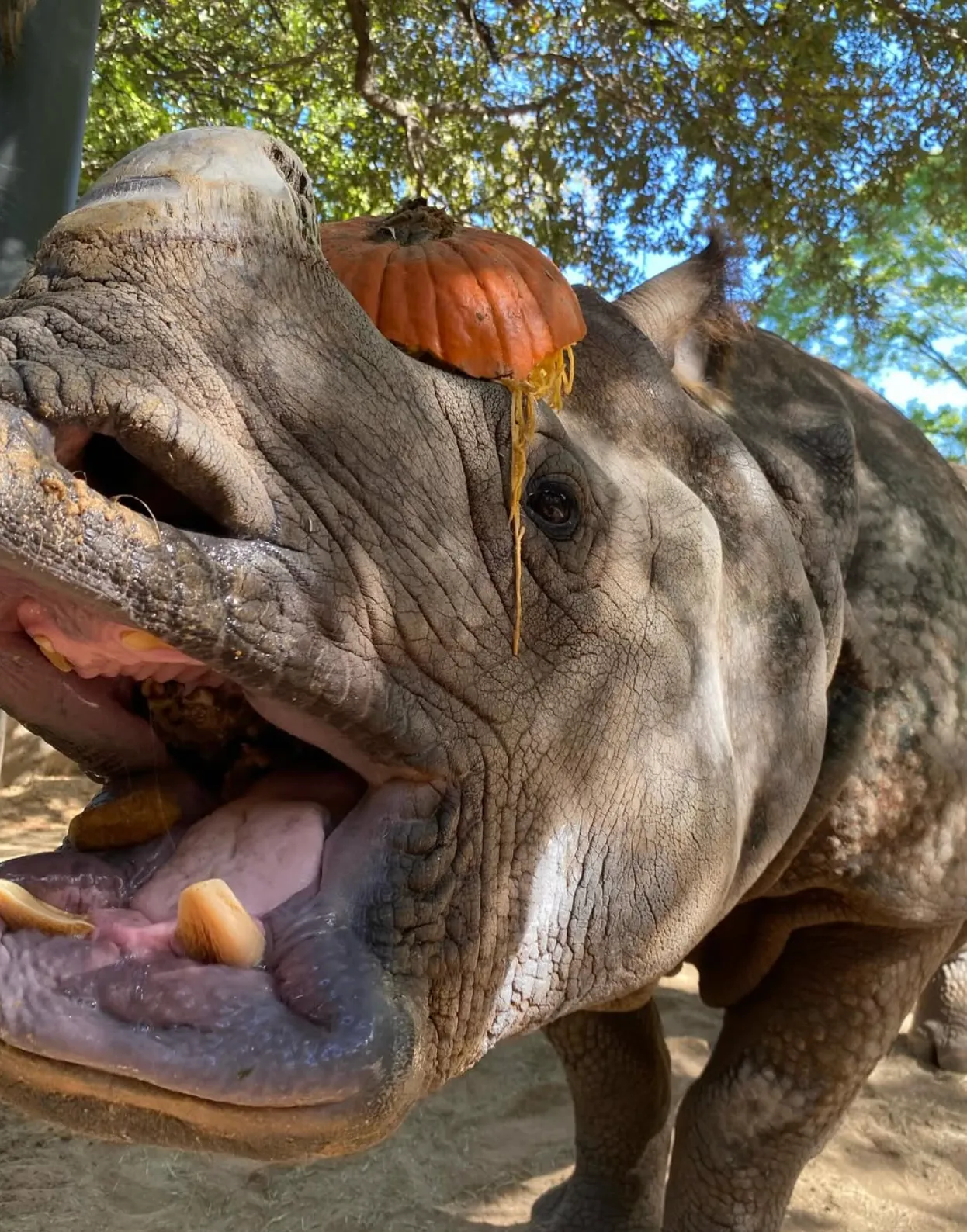 Fort Worth Zoo Instagram