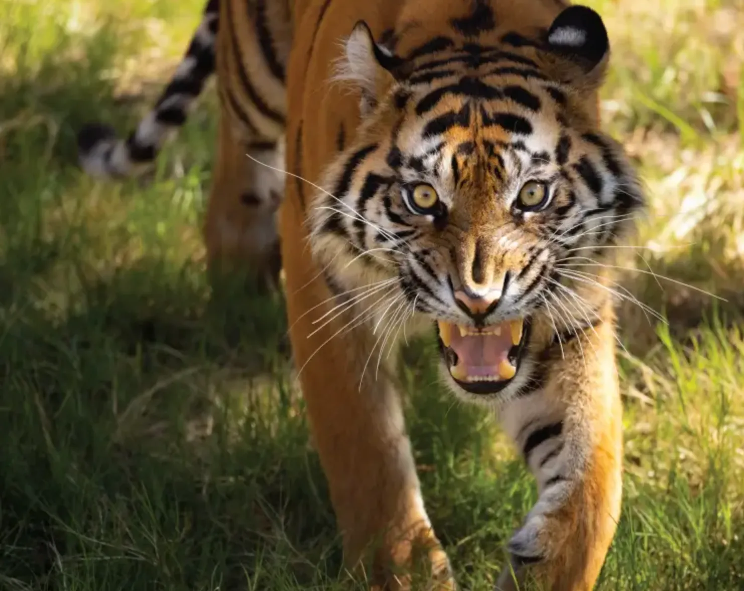 Fort Worth Zoo Website