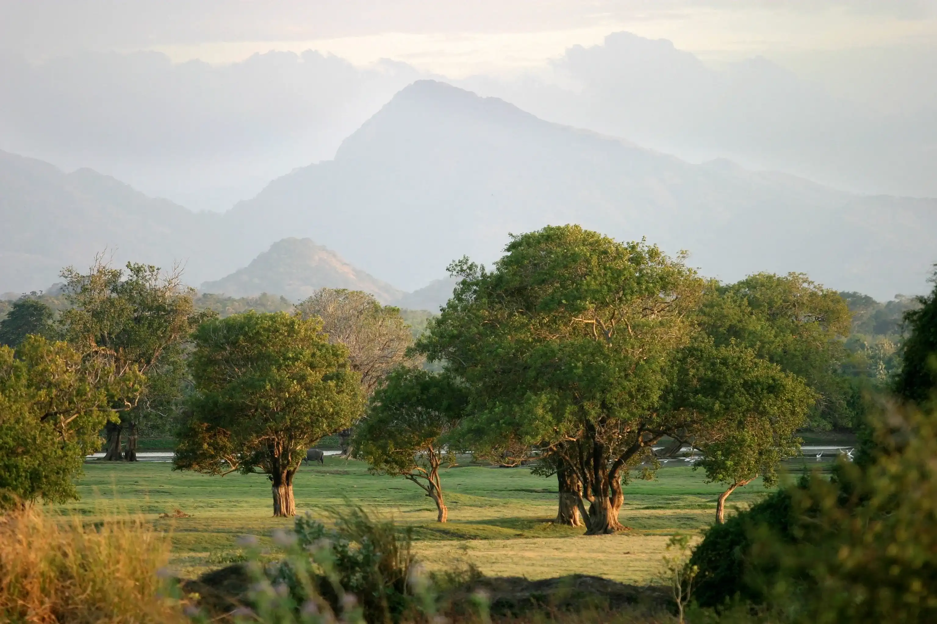 Trees growing in an area known as The Elephant Corridor, with the Kandalama Hills in the background, North Central Province, Sri Lanka.