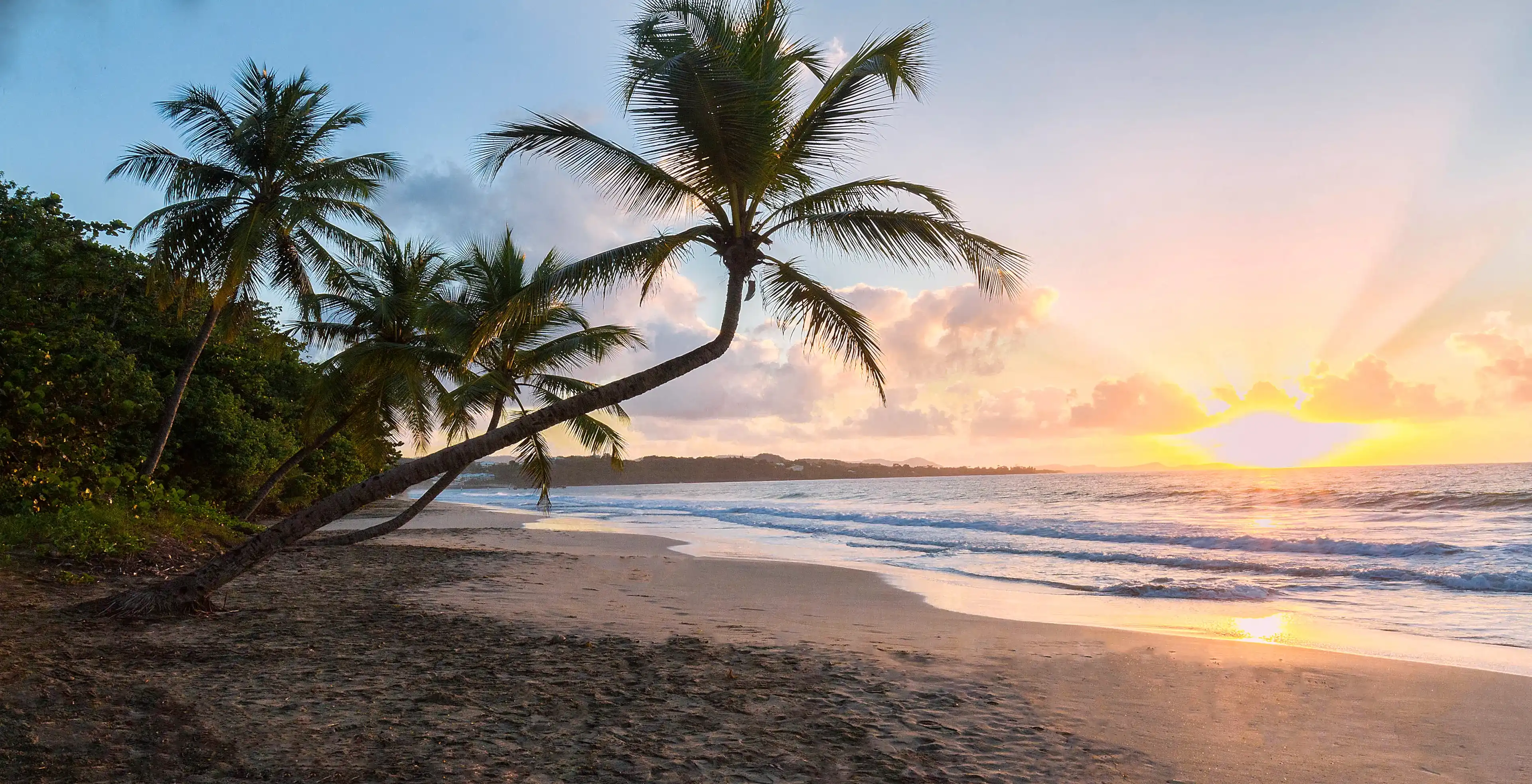 Sunset, paradise beach and palm tree, Martinique island, French West Indies.
