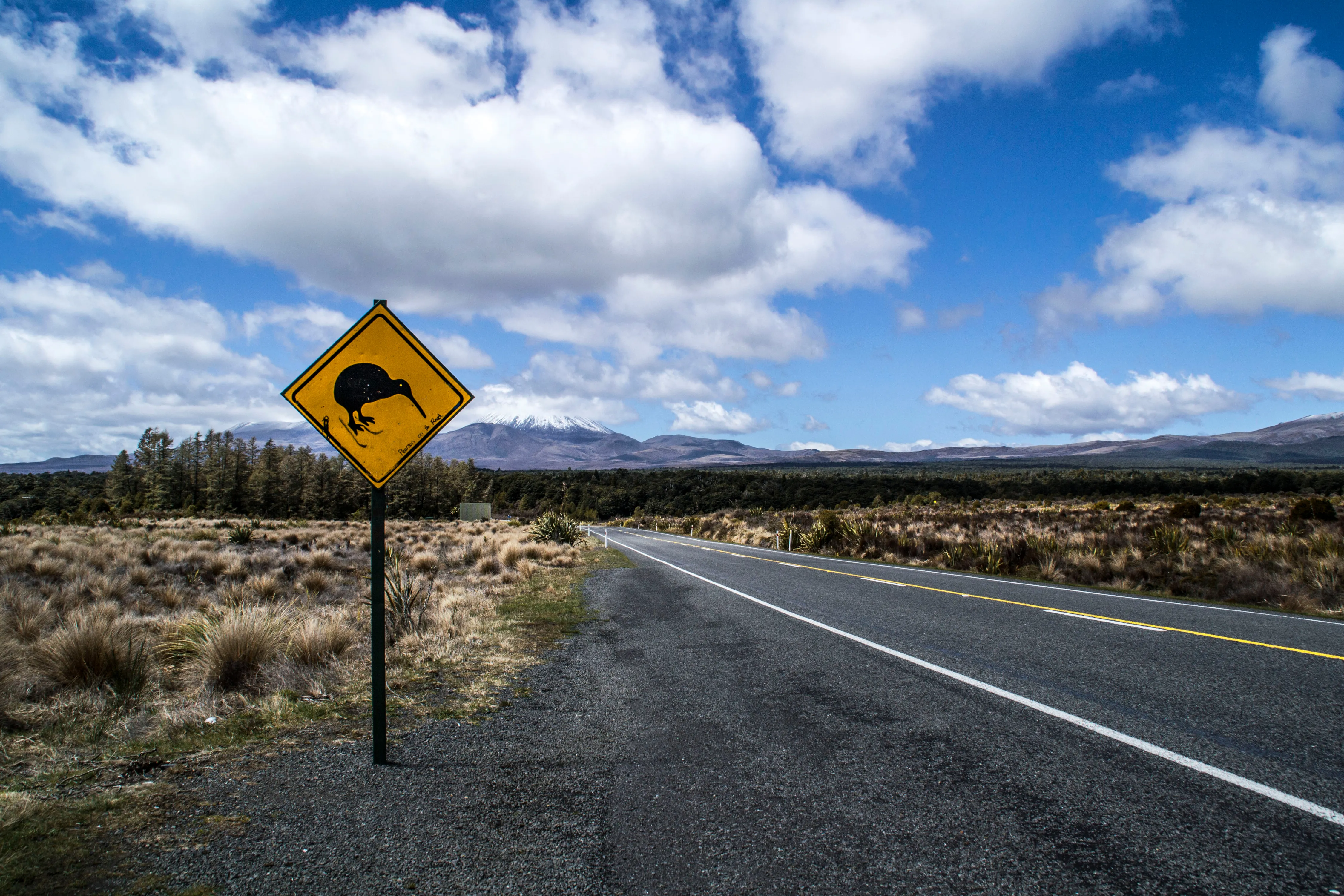 Seeking out the Kiwi, New Zealand’s Favourite Bird