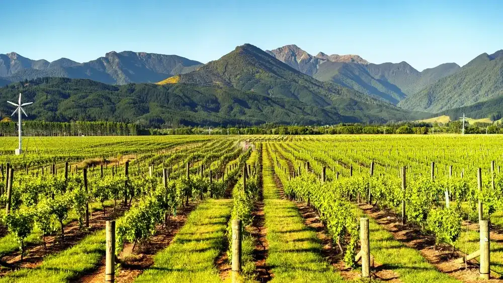 Vineyard Splendor: Scenic Beauty of Blenheim, Marlborough, South Island, New Zealand
