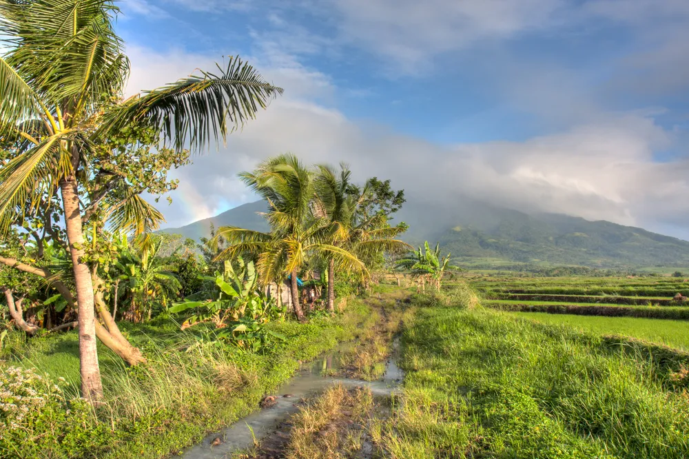 A muddy road cuts through a rice field in the Philippines.